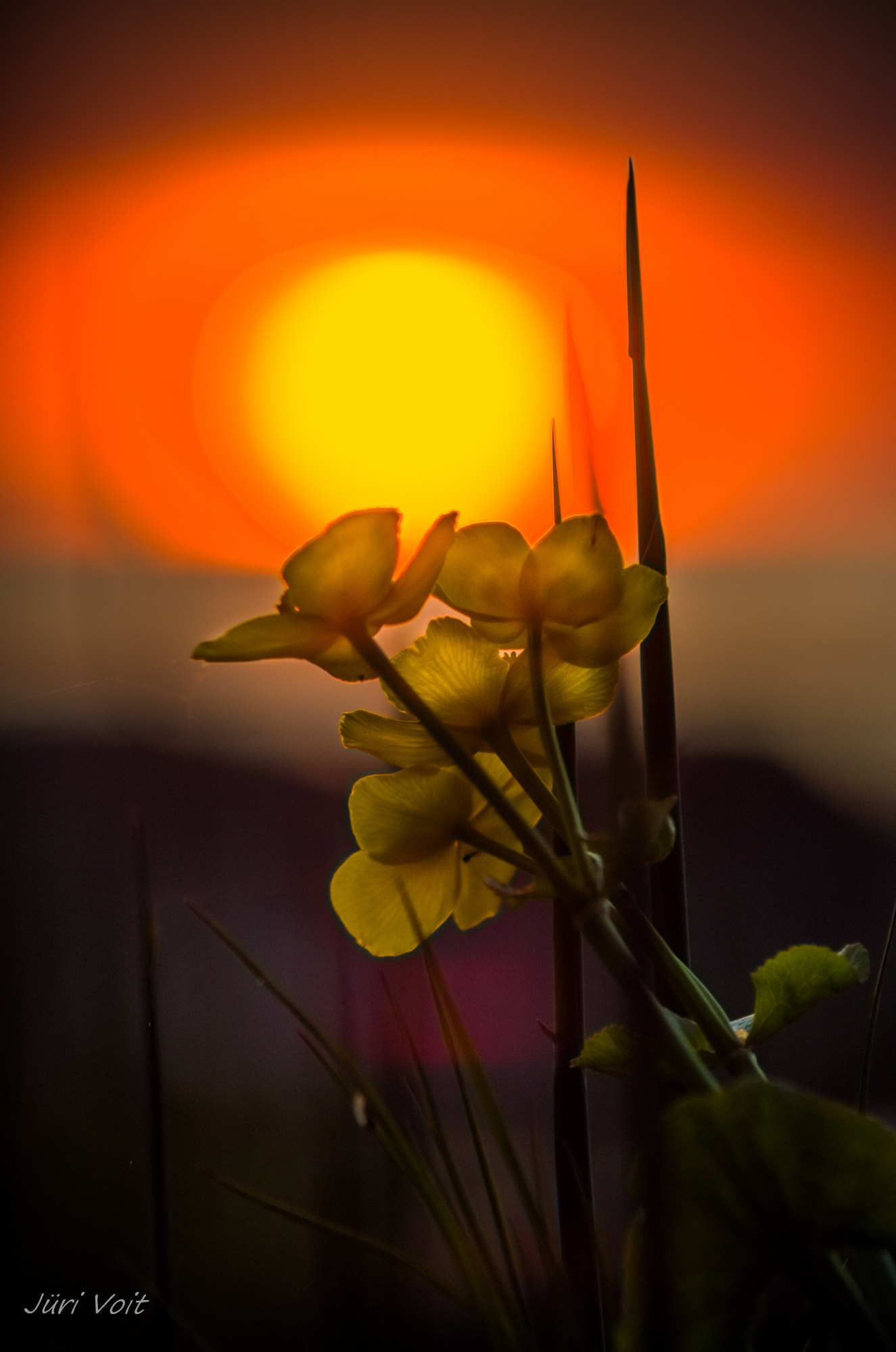 Tamron AF 70-300mm F4-5.6 Di LD Macro sample photo. To the sun photography