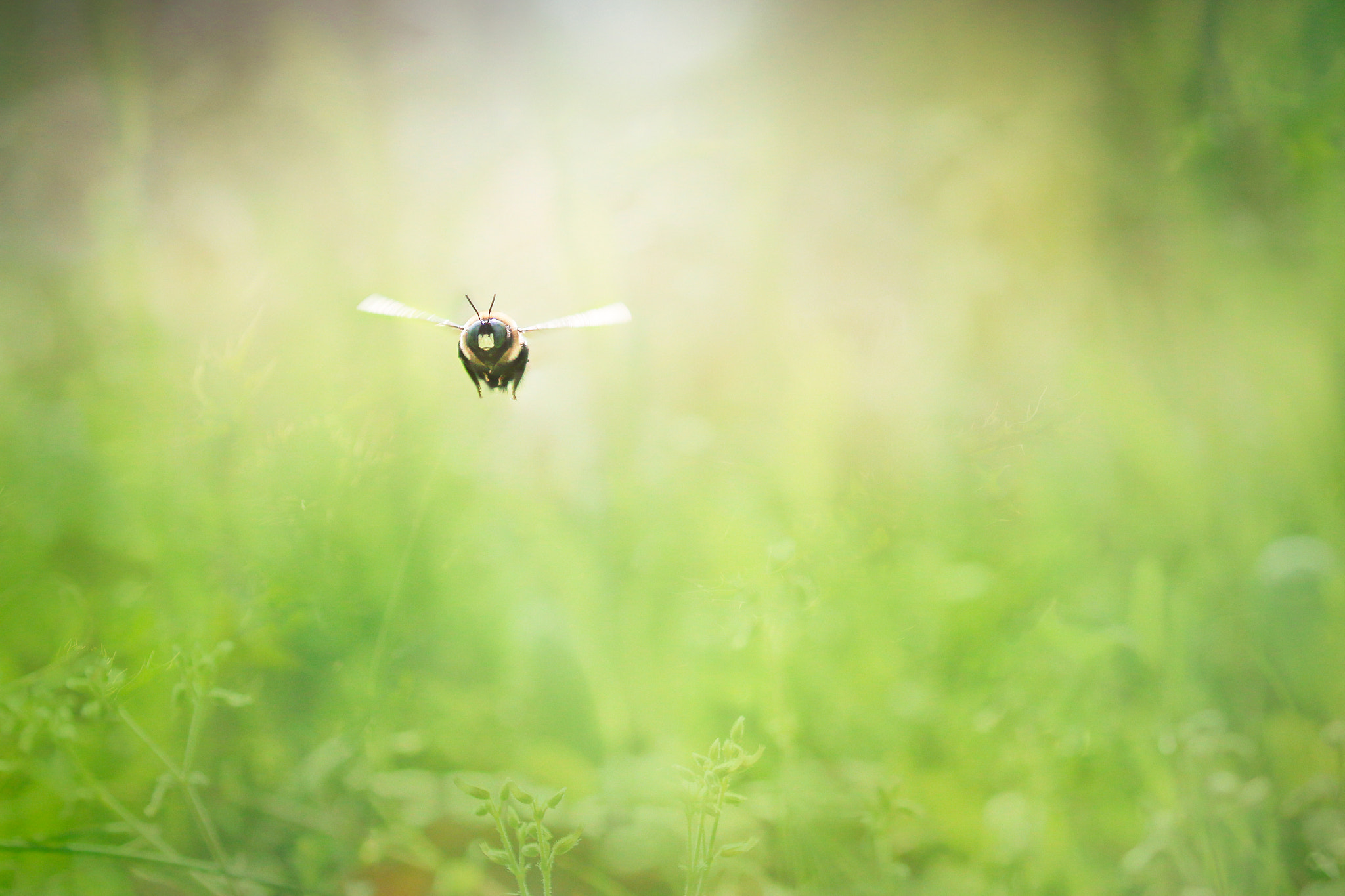 Canon EOS 70D + Canon EF 100-400mm F4.5-5.6L IS II USM sample photo. Looking at you, looking at me photography