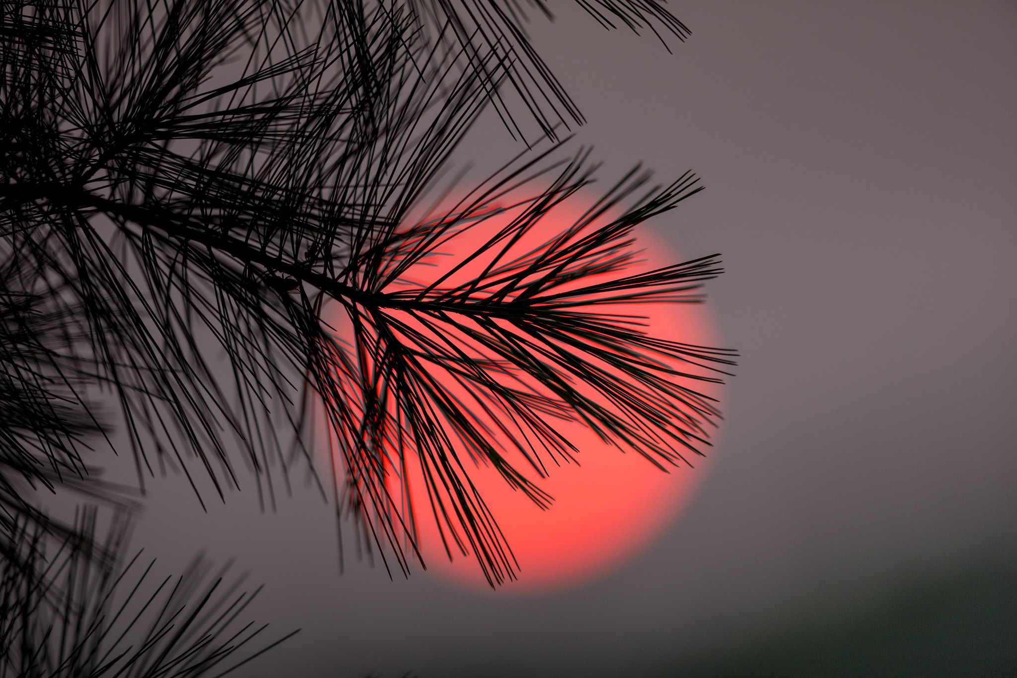 Canon EOS 6D + Canon EF 300mm F2.8L IS II USM sample photo. Pine needles photography