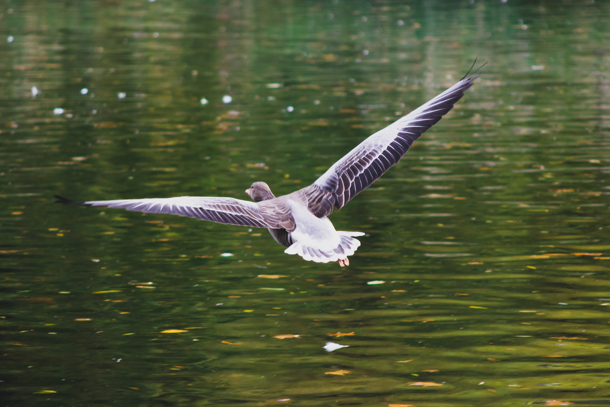 Nikon D7200 + AF Nikkor 70-210mm f/4-5.6 sample photo. Fly photography