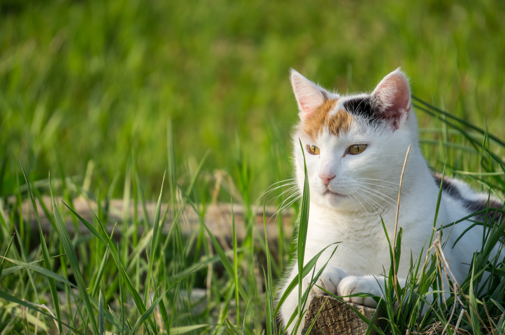 Sony Alpha NEX-5N + Sony E 55-210mm F4.5-6.3 OSS sample photo. Poser cat photography