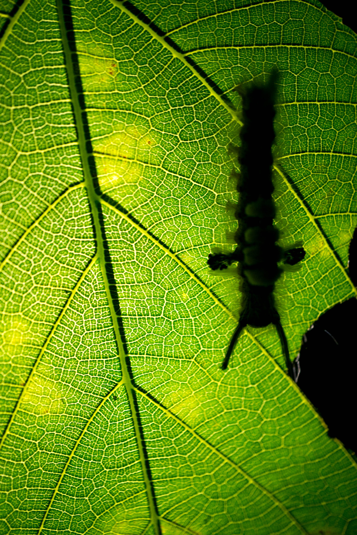 Sony a7 + Sony E 30mm F3.5 Macro sample photo. The worm in the night photography