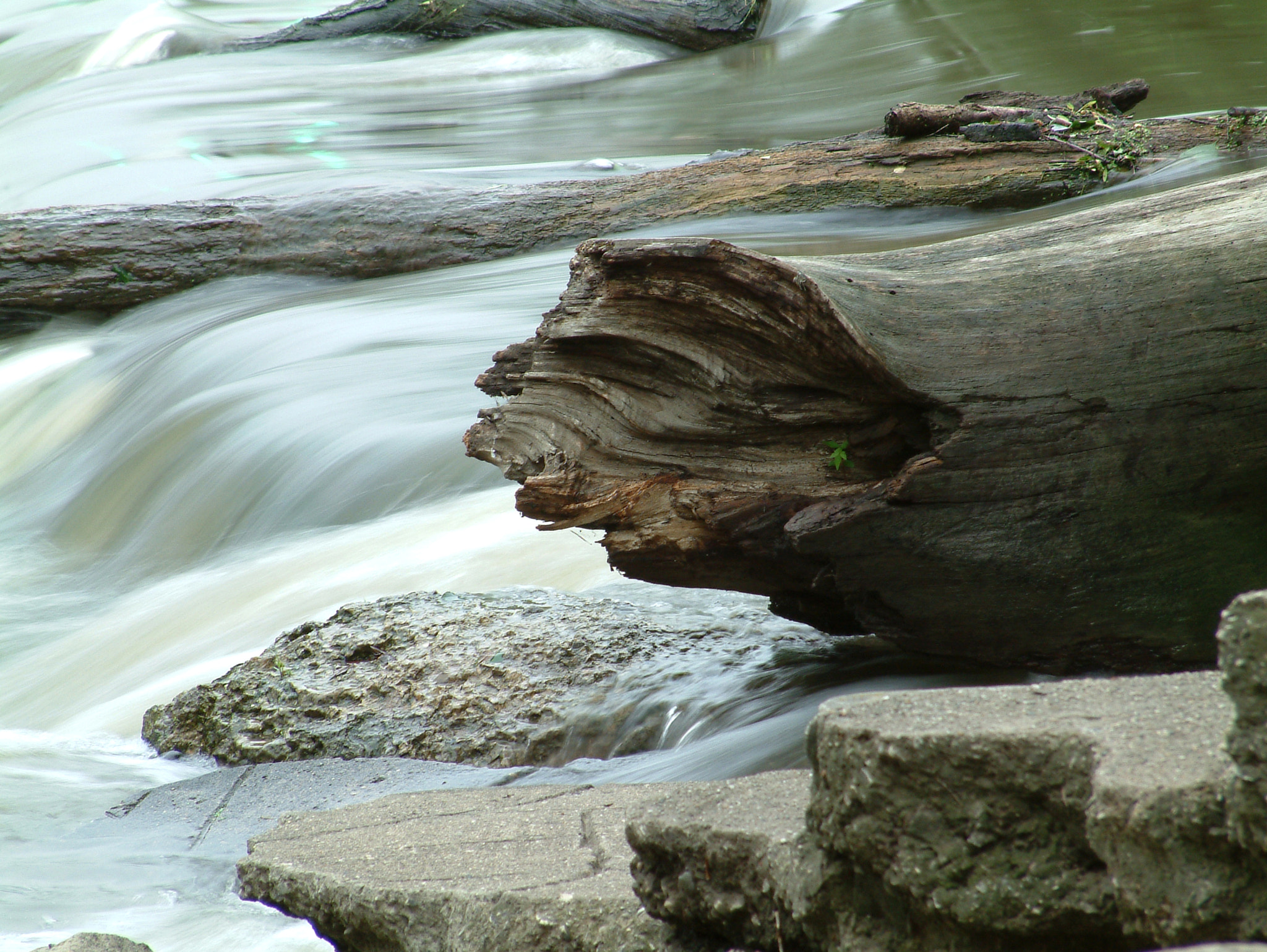 Fujifilm FinePix S602 ZOOM sample photo. Damn stump photography