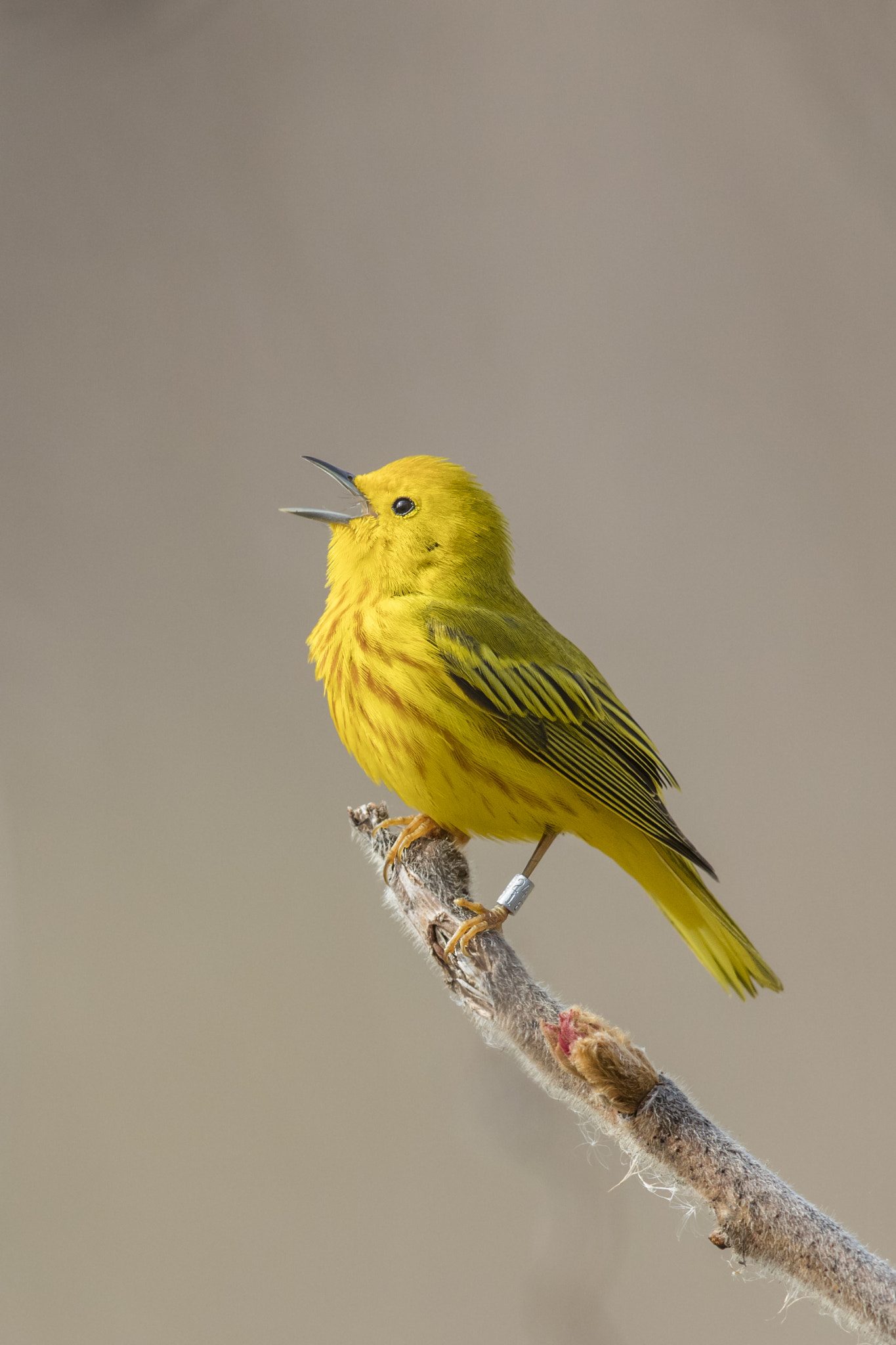 Canon EOS 5DS R + Canon EF 600mm F4L IS II USM sample photo. Yellow warbler / paruline jaune photography
