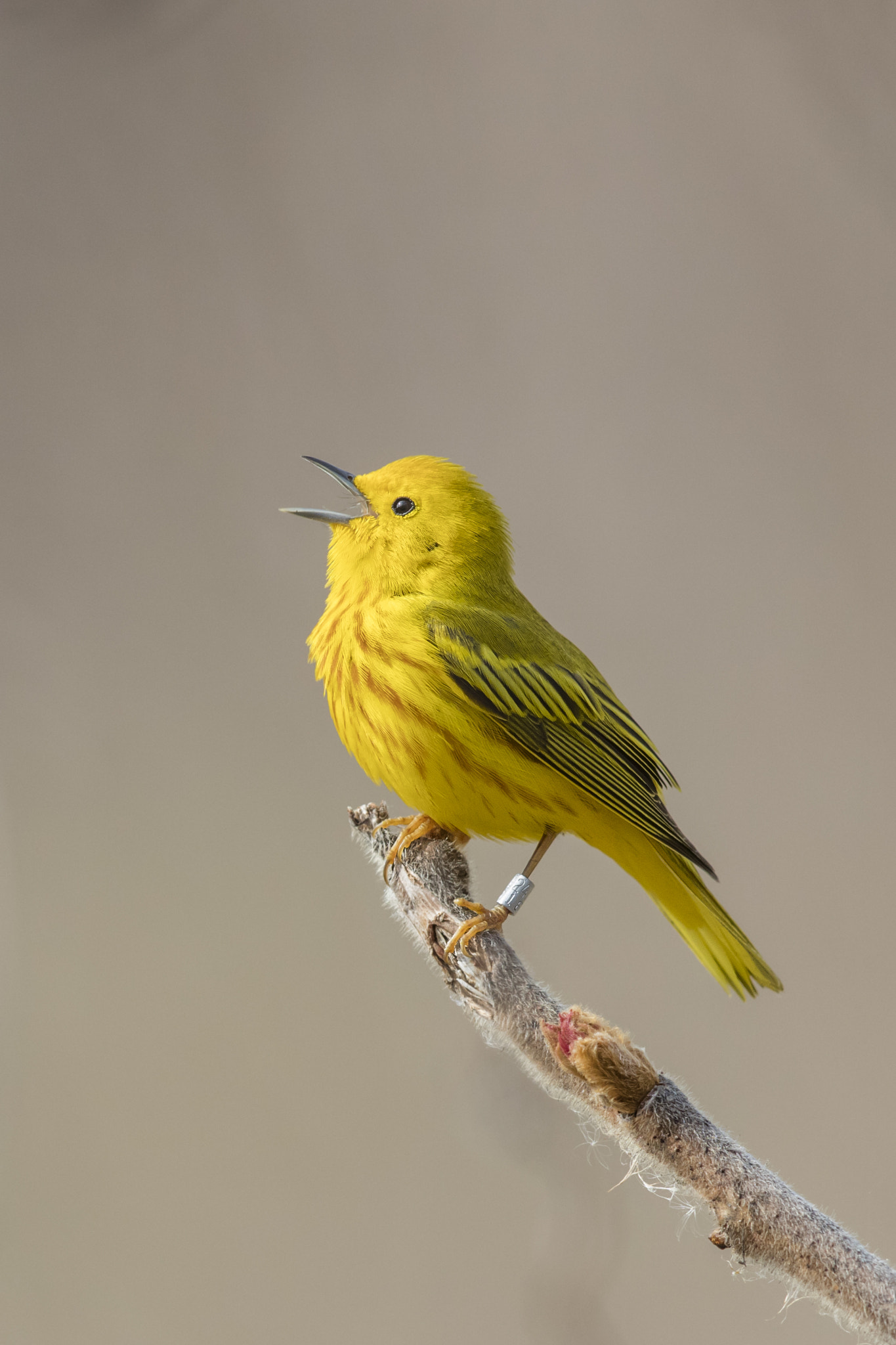 Canon EF 600mm F4L IS II USM sample photo. Yellow warbler / paruline jaune photography