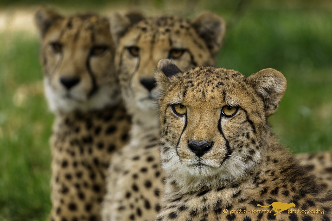 Canon EF 100-400mm F4.5-5.6L IS II USM sample photo. The brothers photography