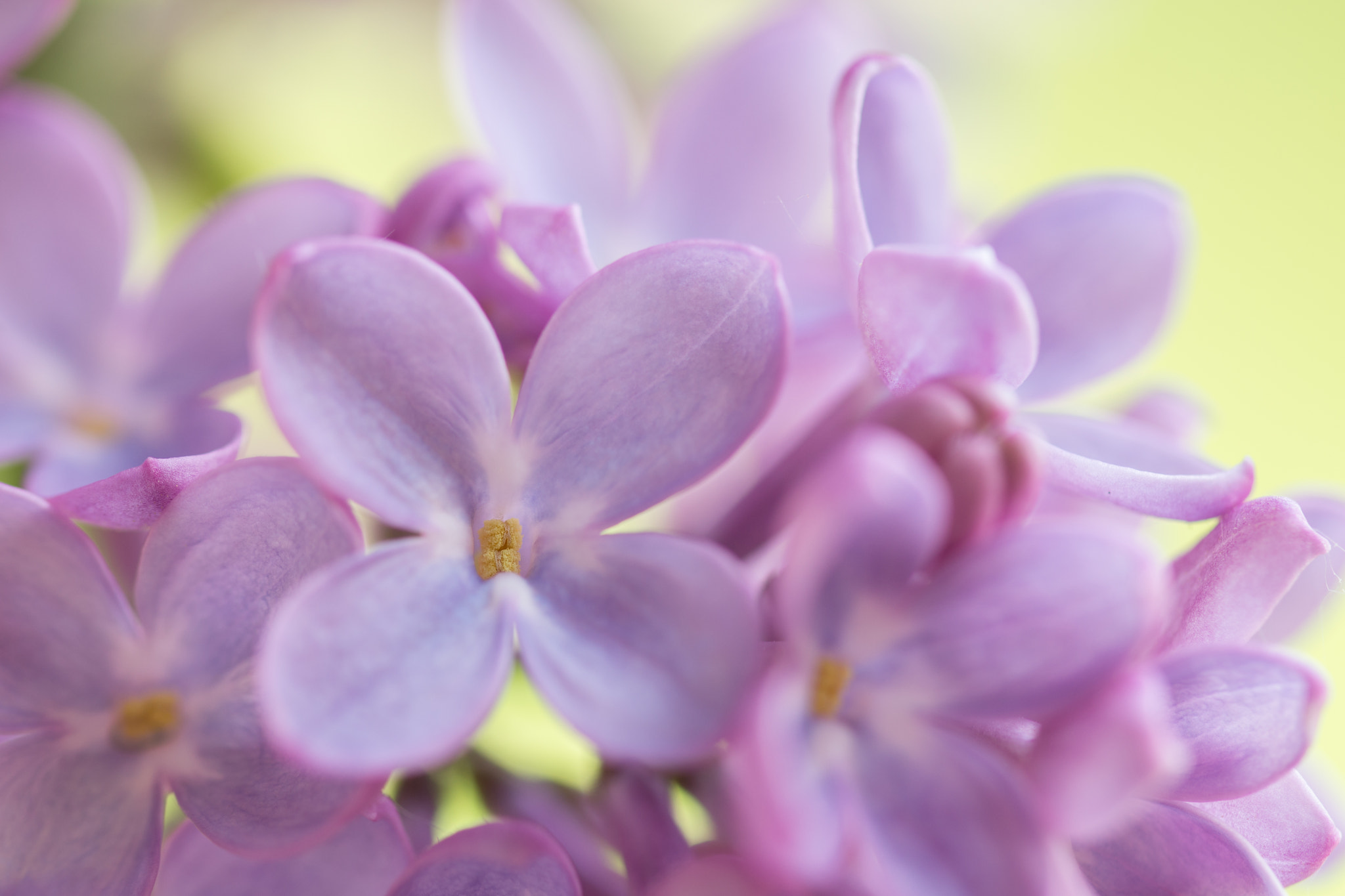 Sony SLT-A77 + 105mm F2.8 sample photo. Flieder photography