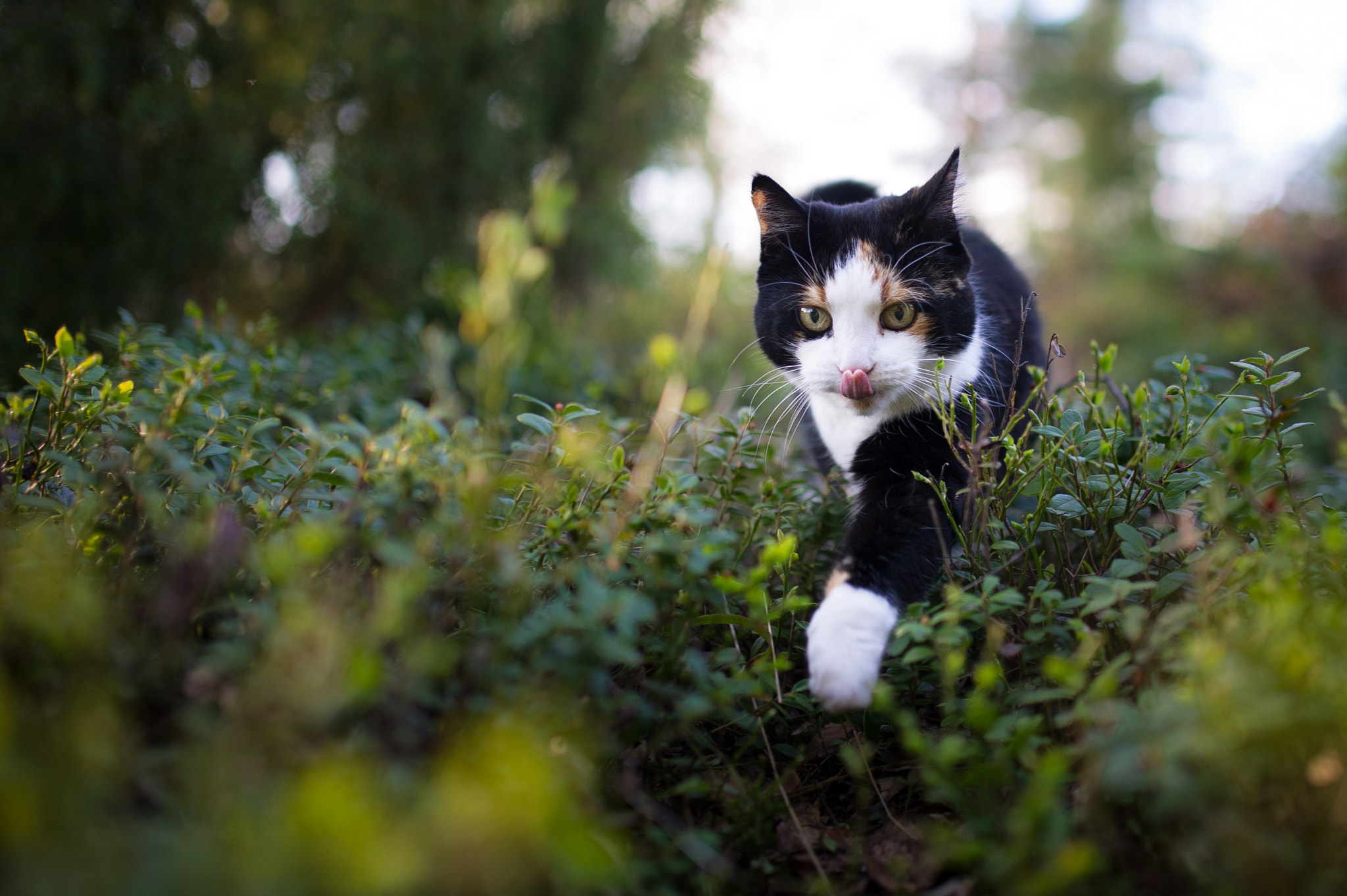 Nikon D3S + Sigma 35mm F1.4 DG HSM Art sample photo. Where's my dinner? photography