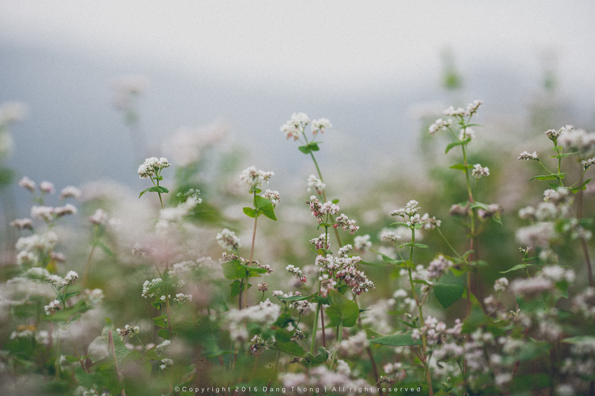 Canon EOS-1Ds Mark III + Canon EF 135mm F2L USM sample photo. Tam giác mạch photography