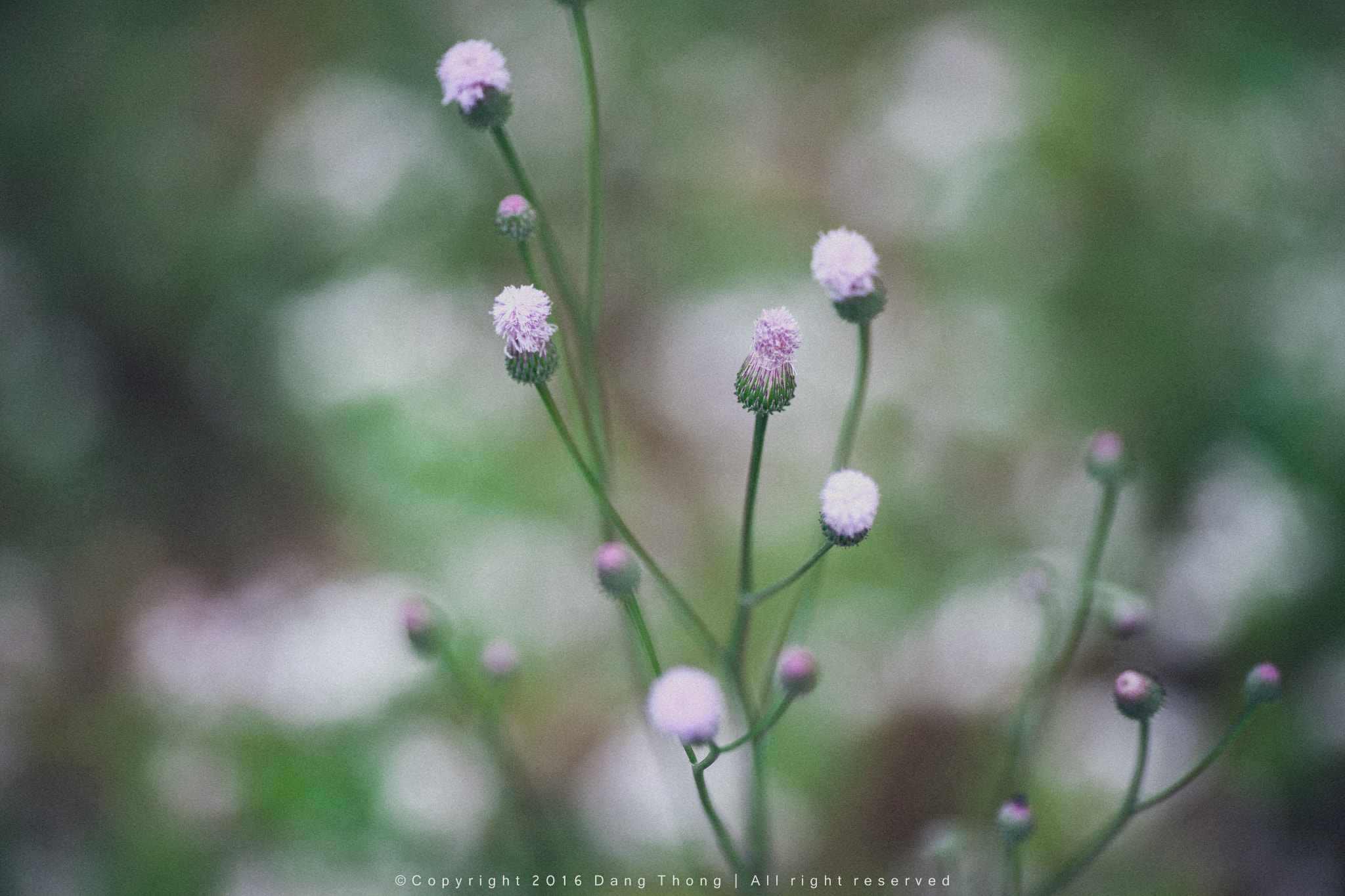 Canon EOS-1Ds Mark III + Canon EF 135mm F2L USM sample photo. Hoa dại photography