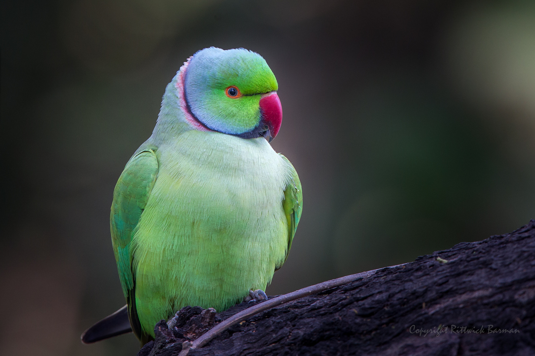 Canon EF 500mm F4L IS II USM sample photo. Rose ringed parakeet photography