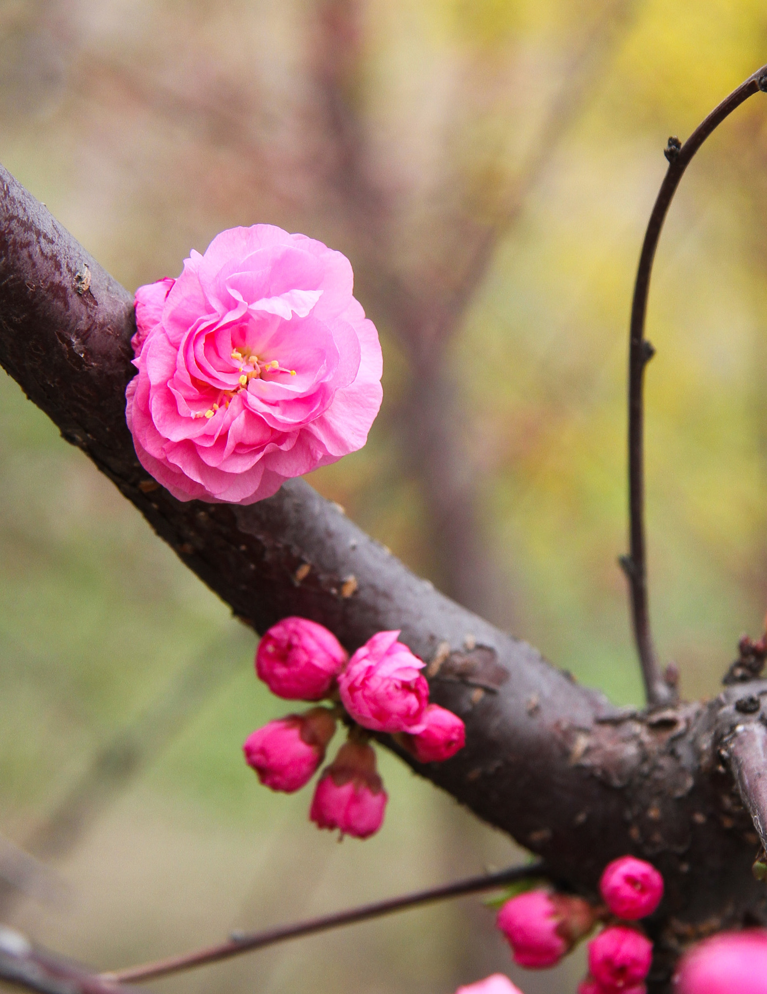 Canon EOS 7D + Canon EF-S 17-85mm F4-5.6 IS USM sample photo. Plum blossom photography