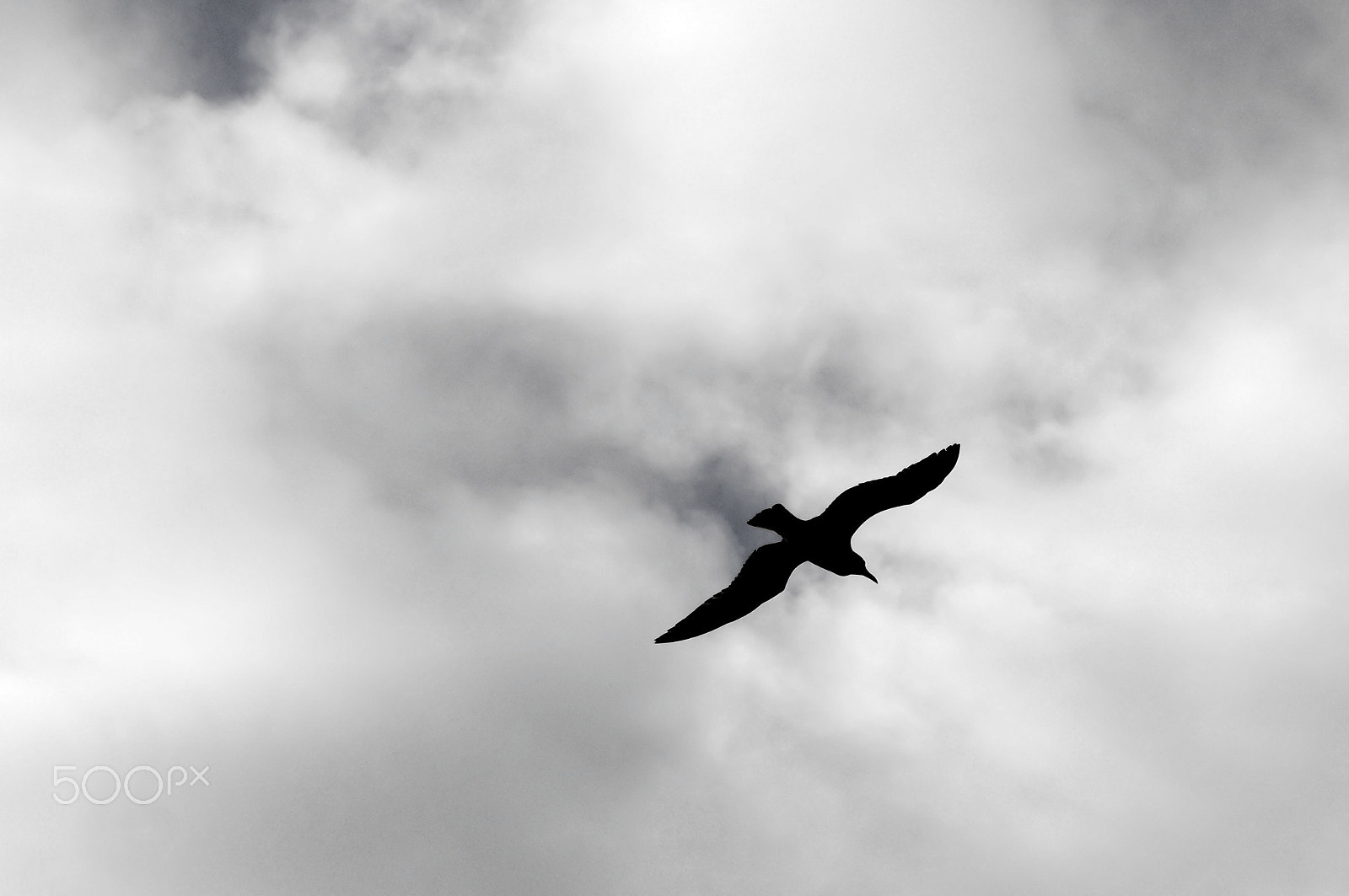 Nikon D300S sample photo. Seagull silouette photography