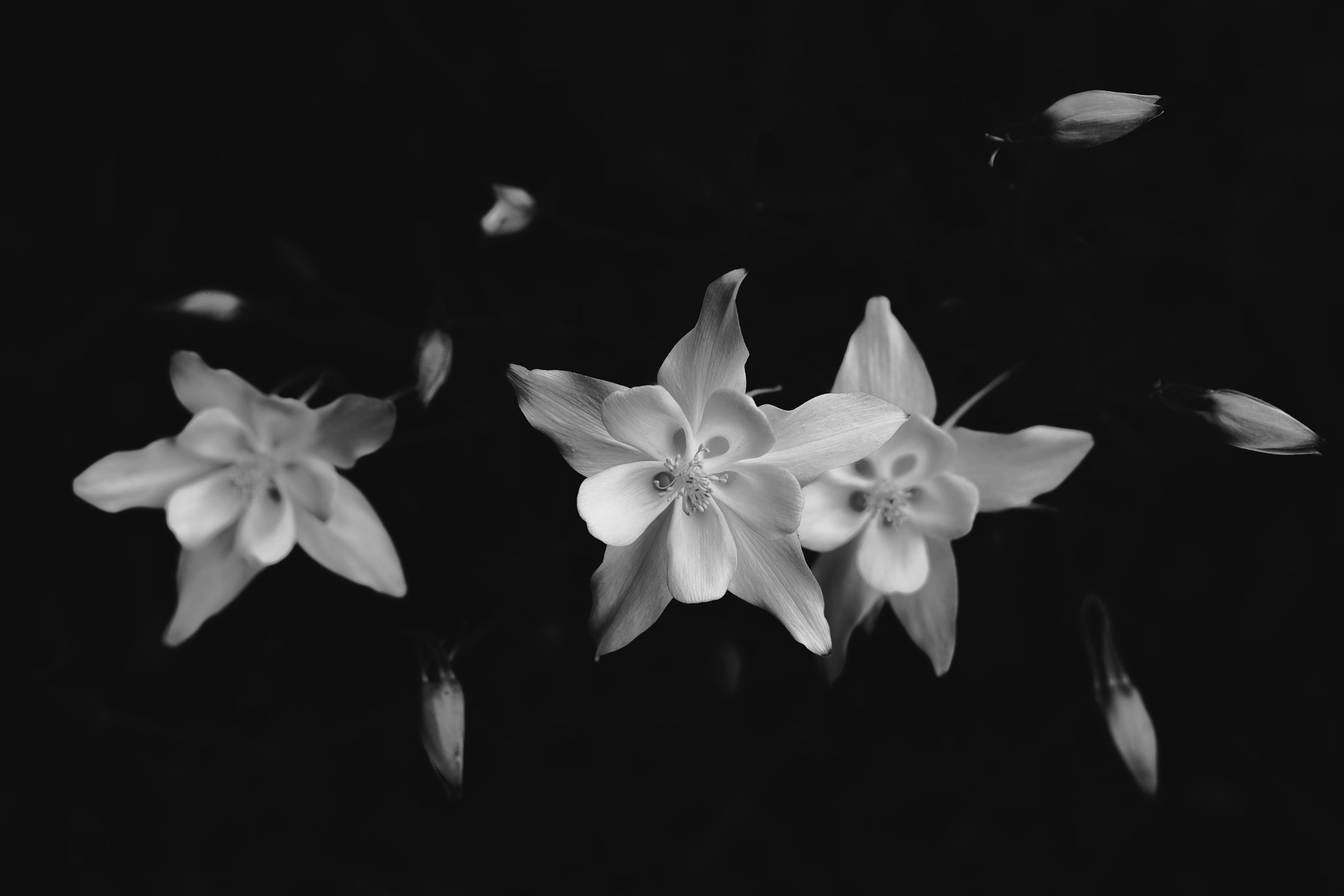 Canon EOS 6D + Canon EF 50mm f/1.8 sample photo. Trio of columbine photography