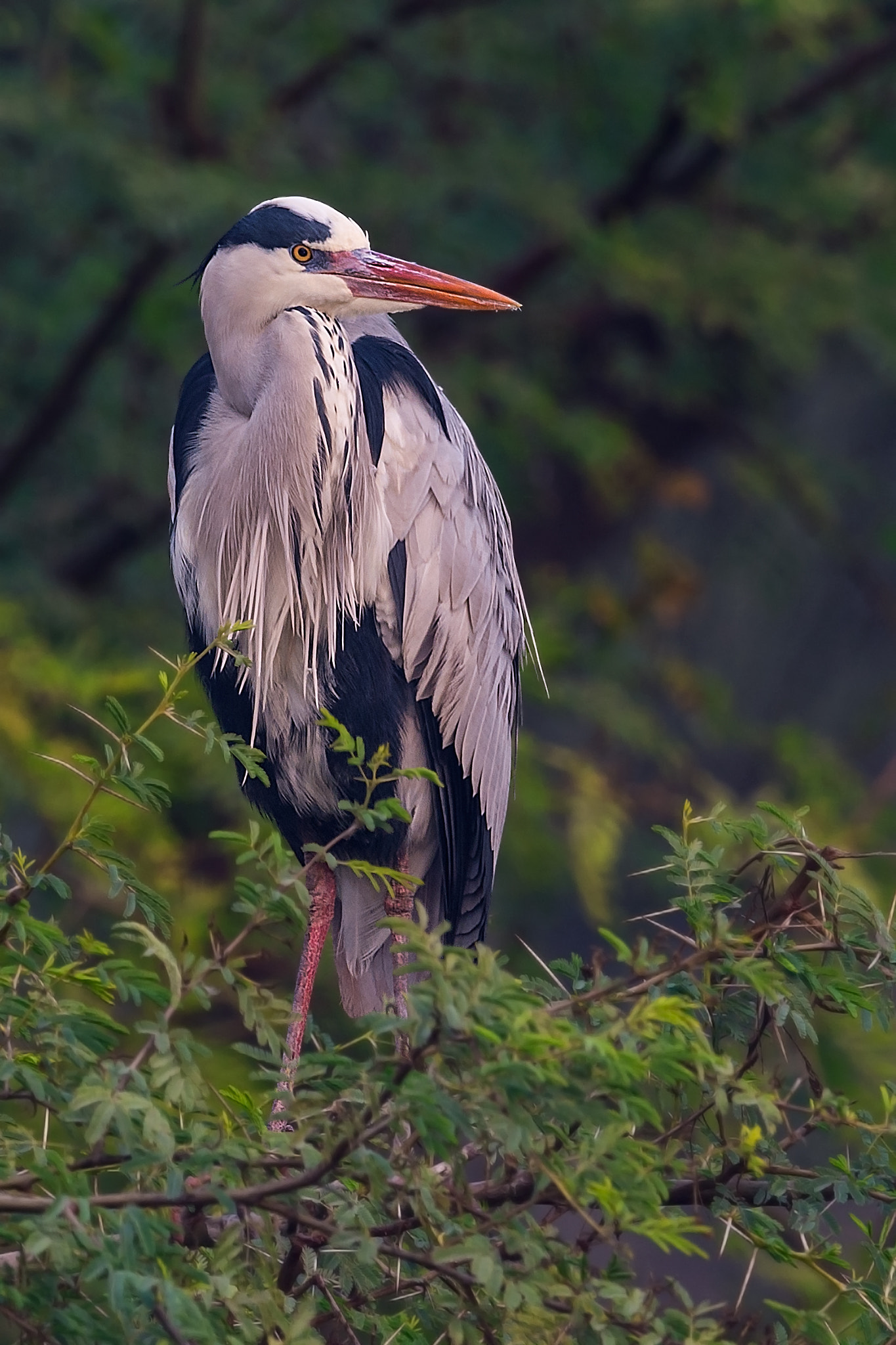 Sigma 24-60mm F2.8 EX DG sample photo. ধপন বক ardea cinerea grey heron photography