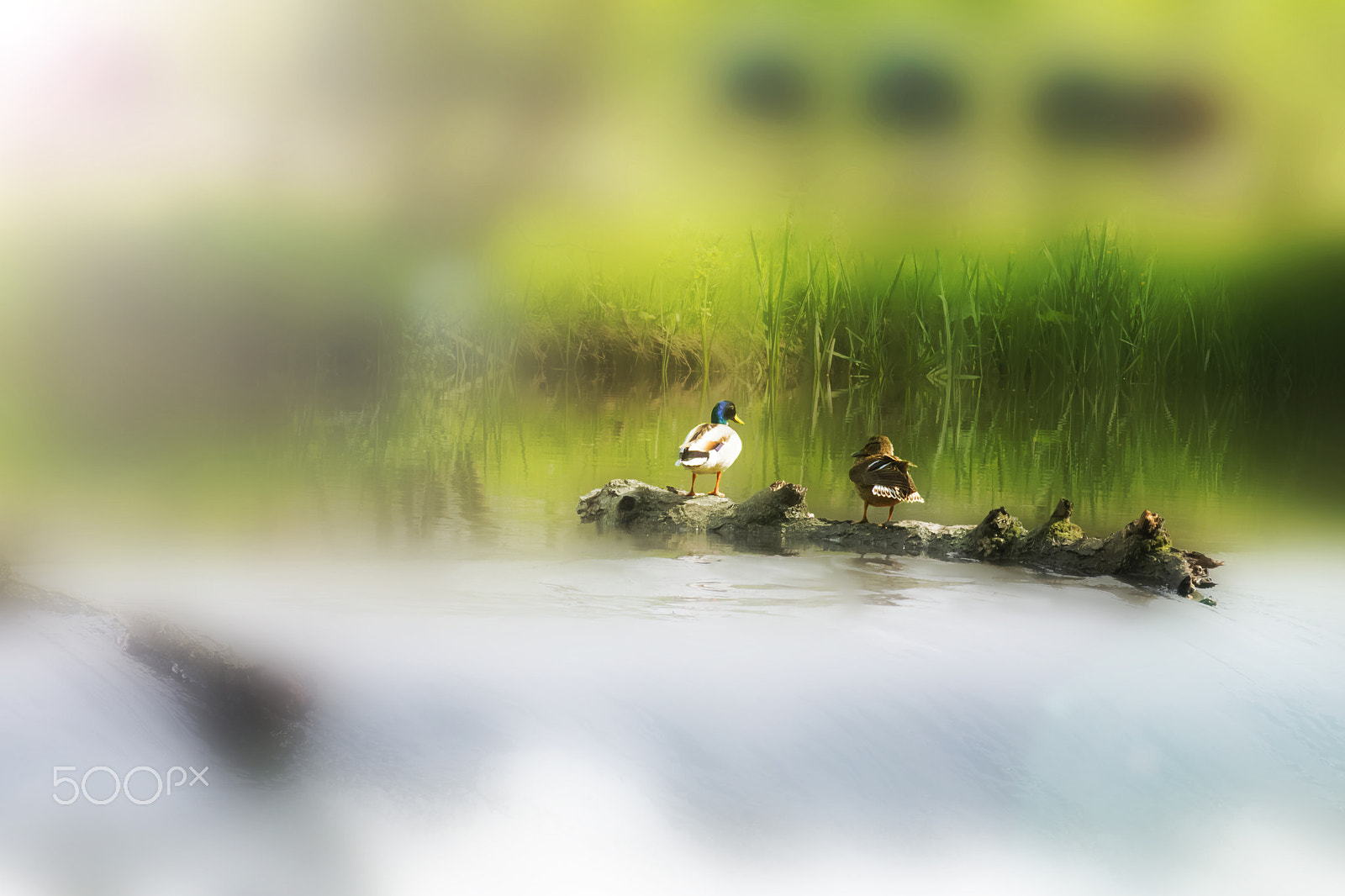 Nikon D600 sample photo. Ducks passing the time photography