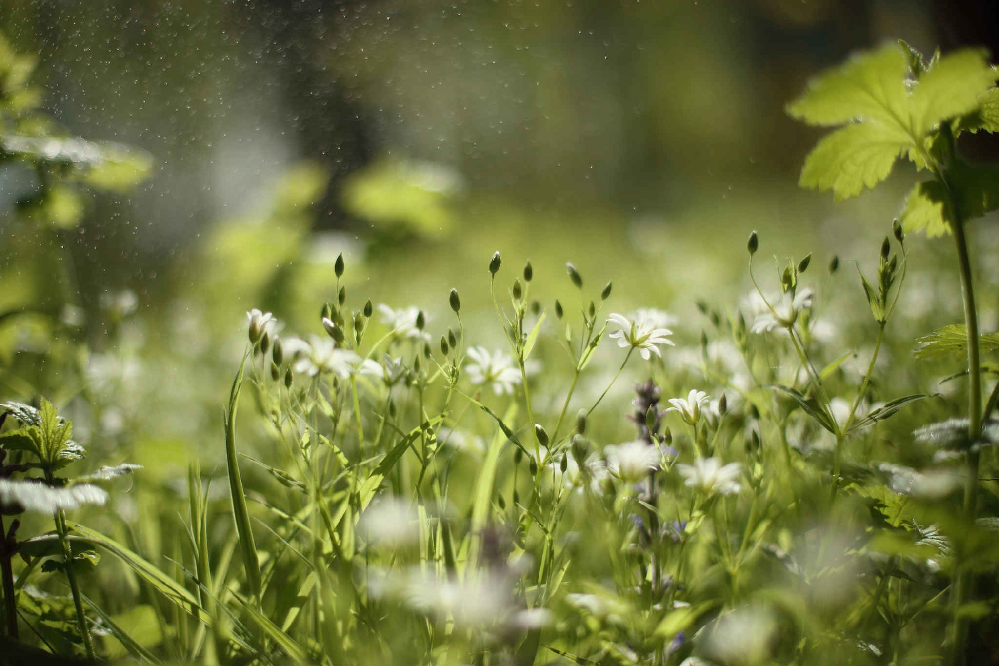 Canon EOS 5DS + Canon EF 50mm F1.4 USM sample photo. Spring freshness photography