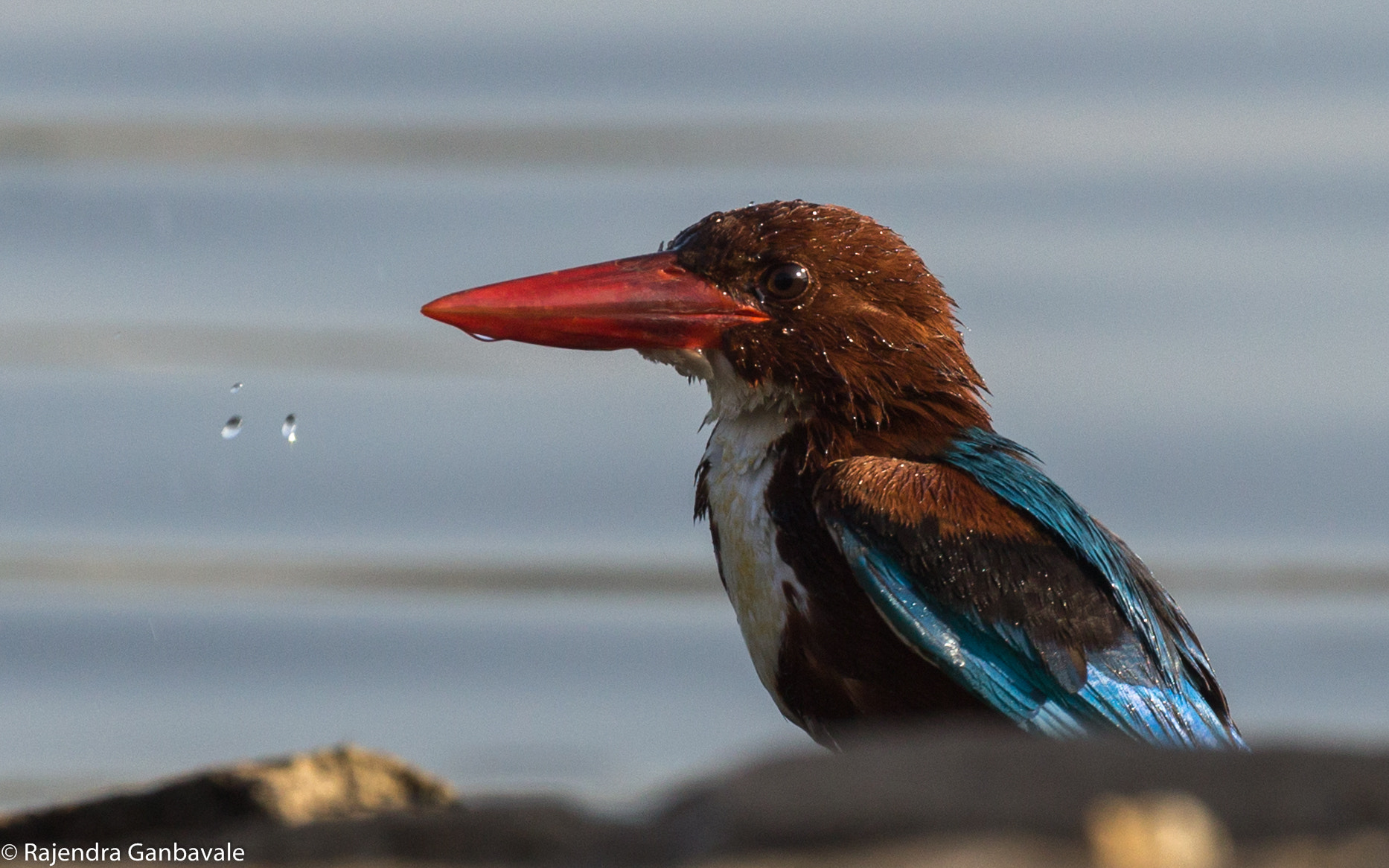 Canon EOS 1200D (EOS Rebel T5 / EOS Kiss X70 / EOS Hi) + Canon EF 100-400mm F4.5-5.6L IS II USM sample photo. White-throated kingfisher_9820-2.jpg photography