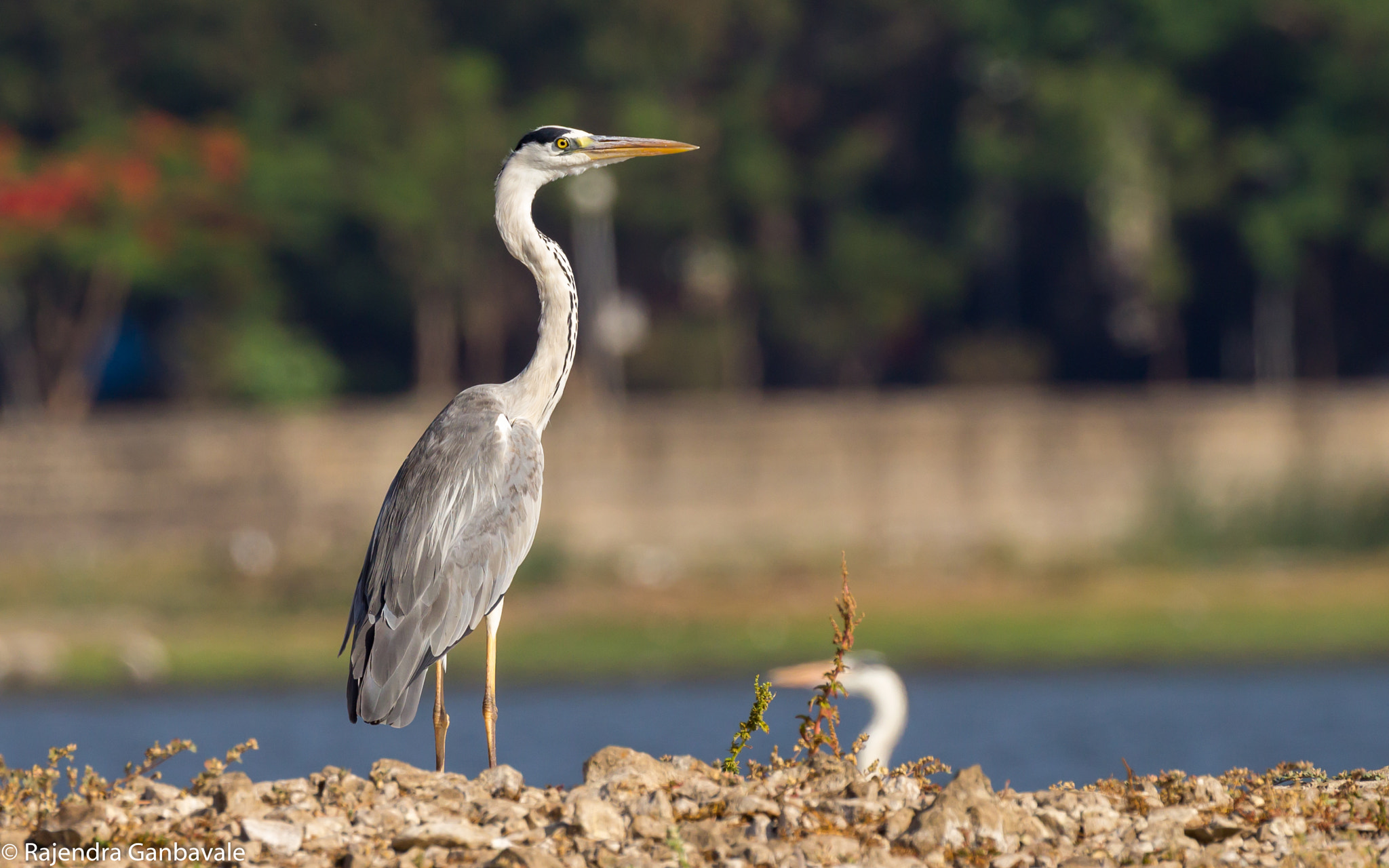 Canon EOS 1200D (EOS Rebel T5 / EOS Kiss X70 / EOS Hi) + Canon EF 100-400mm F4.5-5.6L IS II USM sample photo. Grey heron_9872.jpg photography