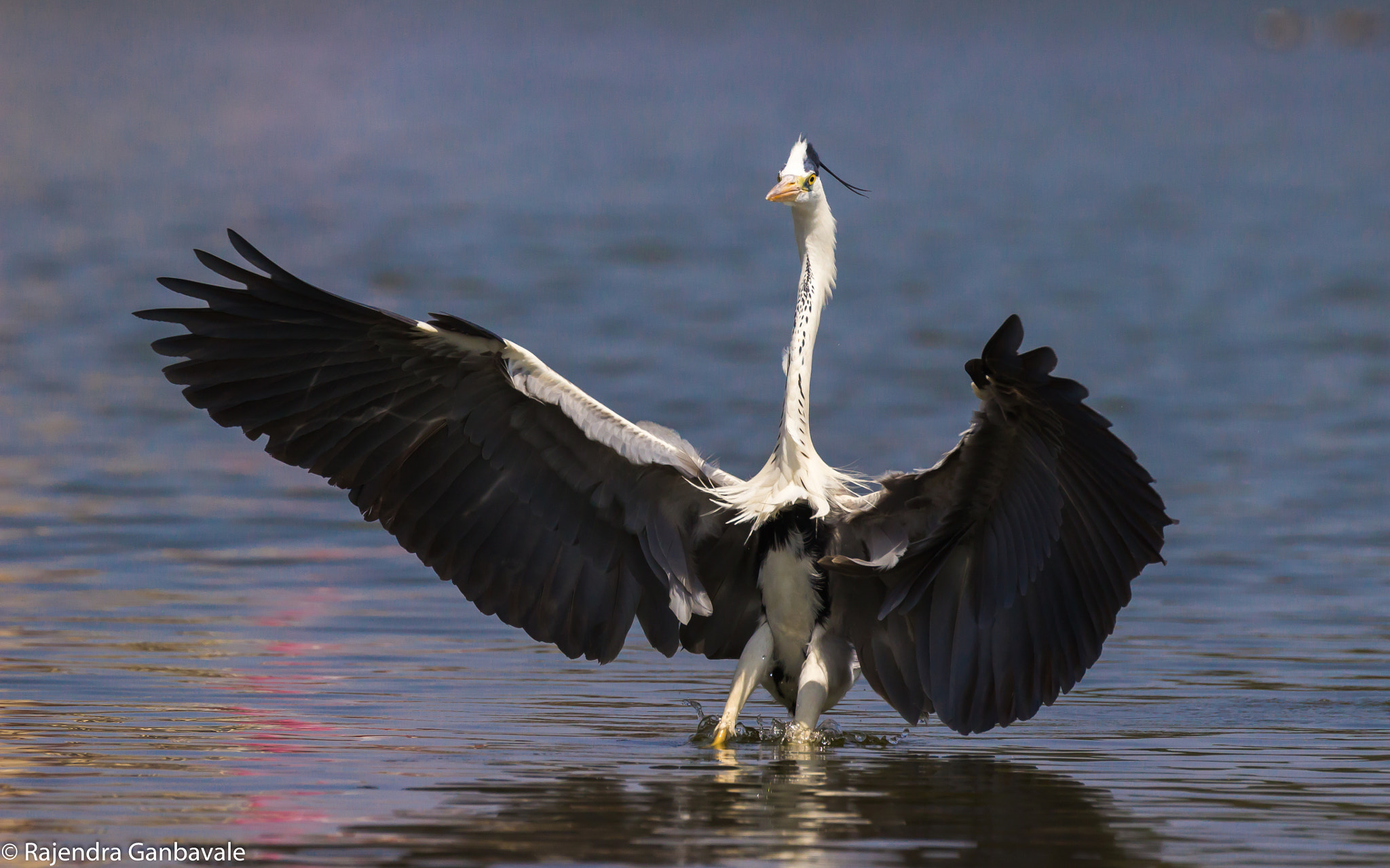 Canon EF 100-400mm F4.5-5.6L IS II USM sample photo. Grey heron_9676.jpg photography