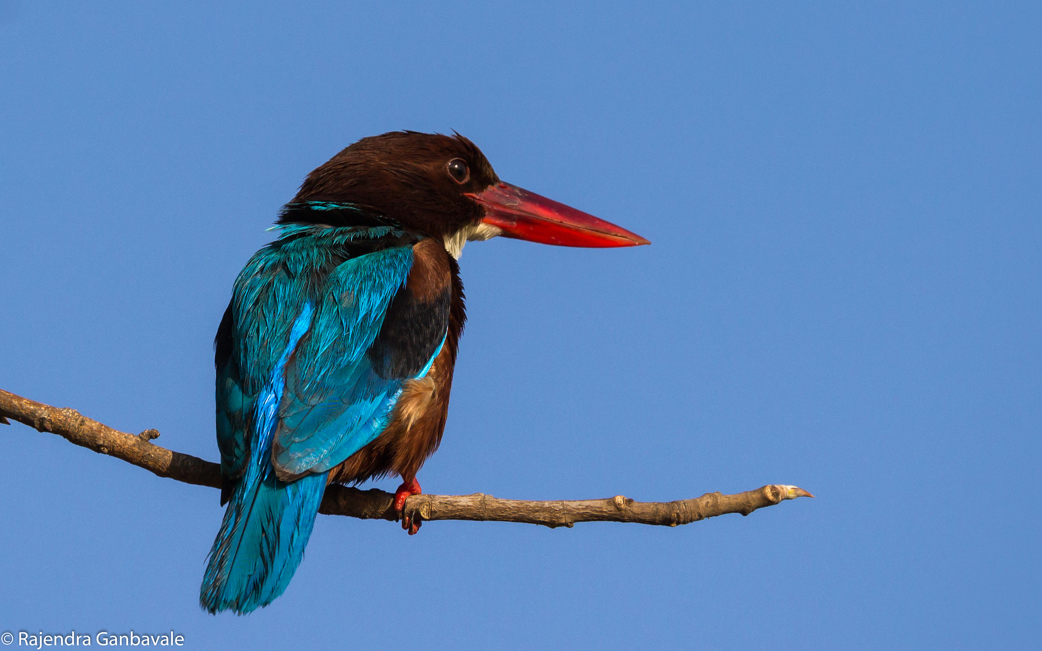 Canon EOS 1200D (EOS Rebel T5 / EOS Kiss X70 / EOS Hi) + Canon EF 100-400mm F4.5-5.6L IS II USM sample photo. White-throated kingfisher_9807.jpg photography