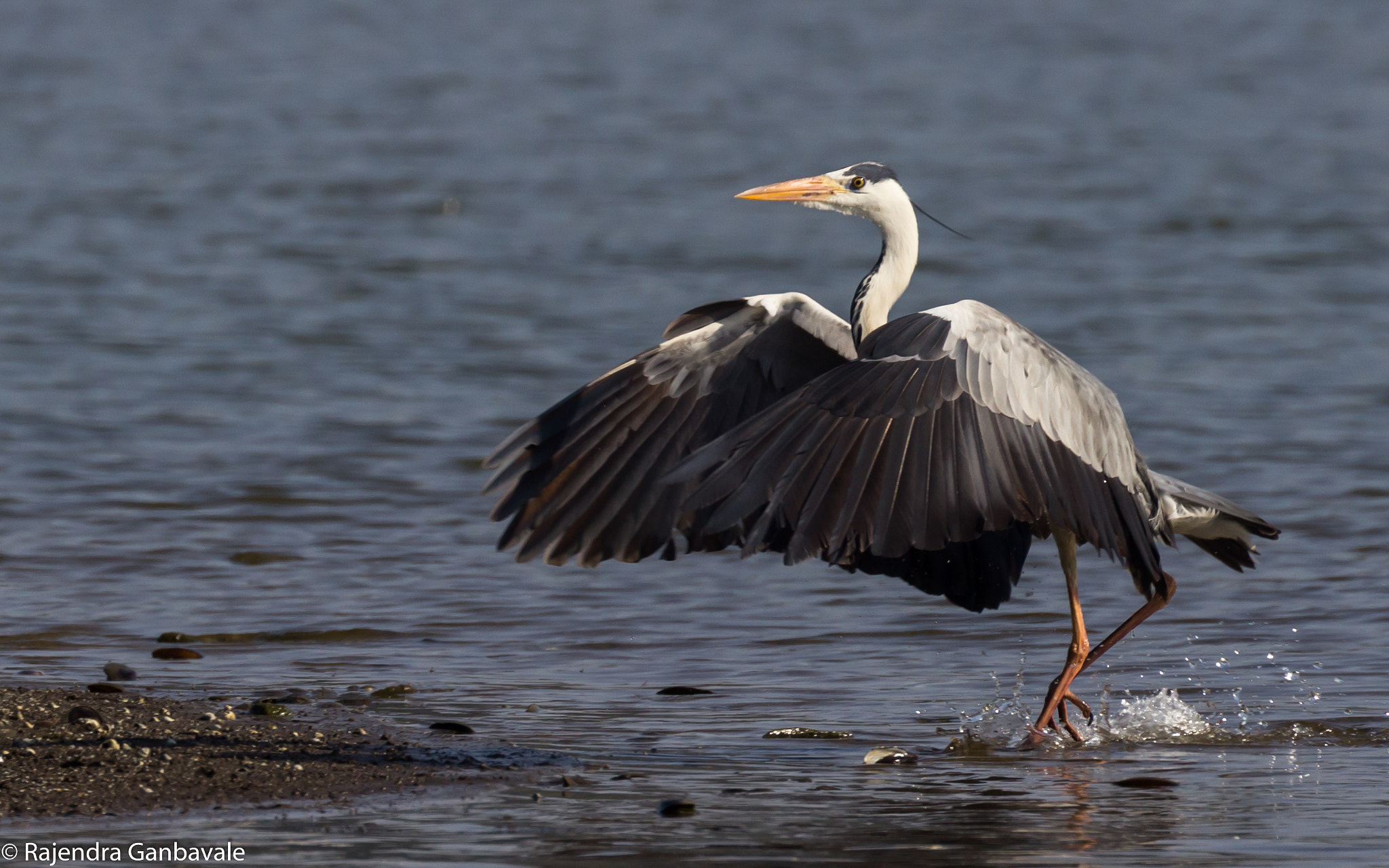 Canon EOS 1200D (EOS Rebel T5 / EOS Kiss X70 / EOS Hi) + Canon EF 100-400mm F4.5-5.6L IS II USM sample photo. Grey heron_9887.jpg photography