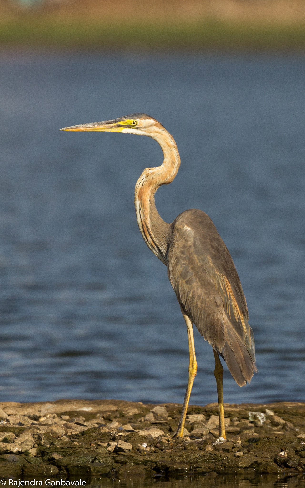 Canon EF 100-400mm F4.5-5.6L IS II USM sample photo. Purpel heron_9918.jpg photography