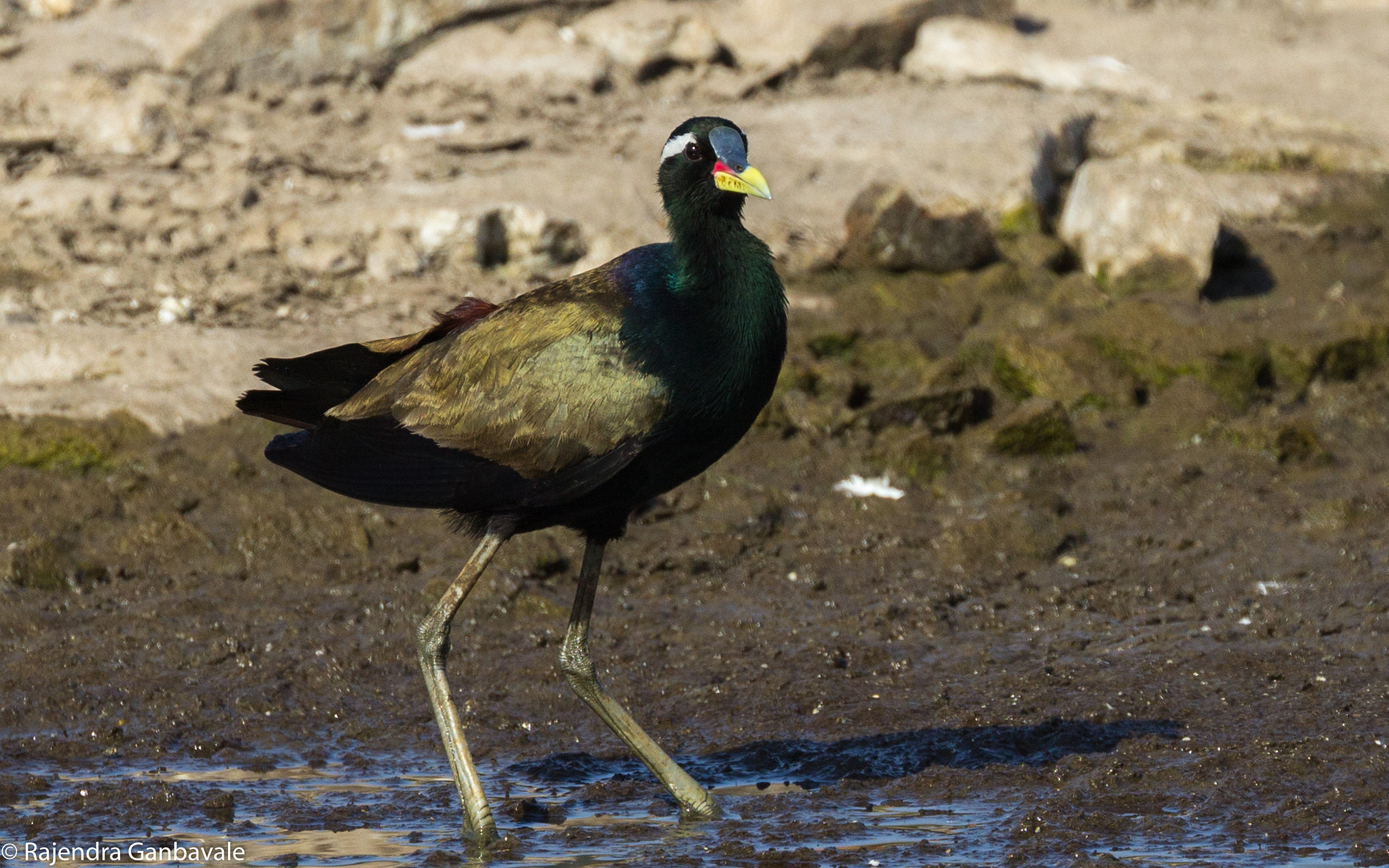 Canon EOS 1200D (EOS Rebel T5 / EOS Kiss X70 / EOS Hi) + Canon EF 100-400mm F4.5-5.6L IS II USM sample photo. Bronze-winged jacana_9930.jpg photography