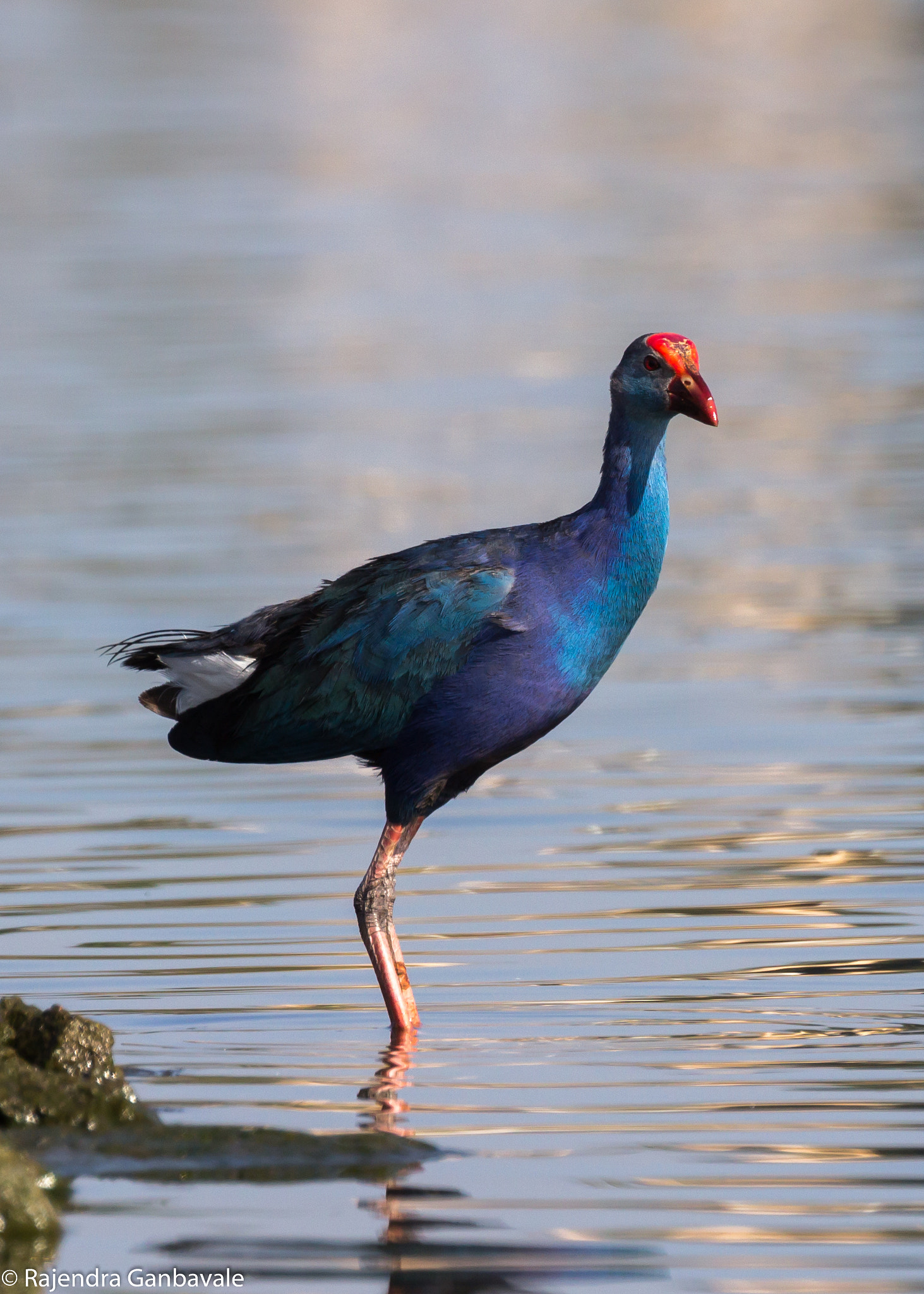 Canon EOS 1200D (EOS Rebel T5 / EOS Kiss X70 / EOS Hi) + Canon EF 100-400mm F4.5-5.6L IS II USM sample photo. Purple swamphen_9943-2.jpg photography