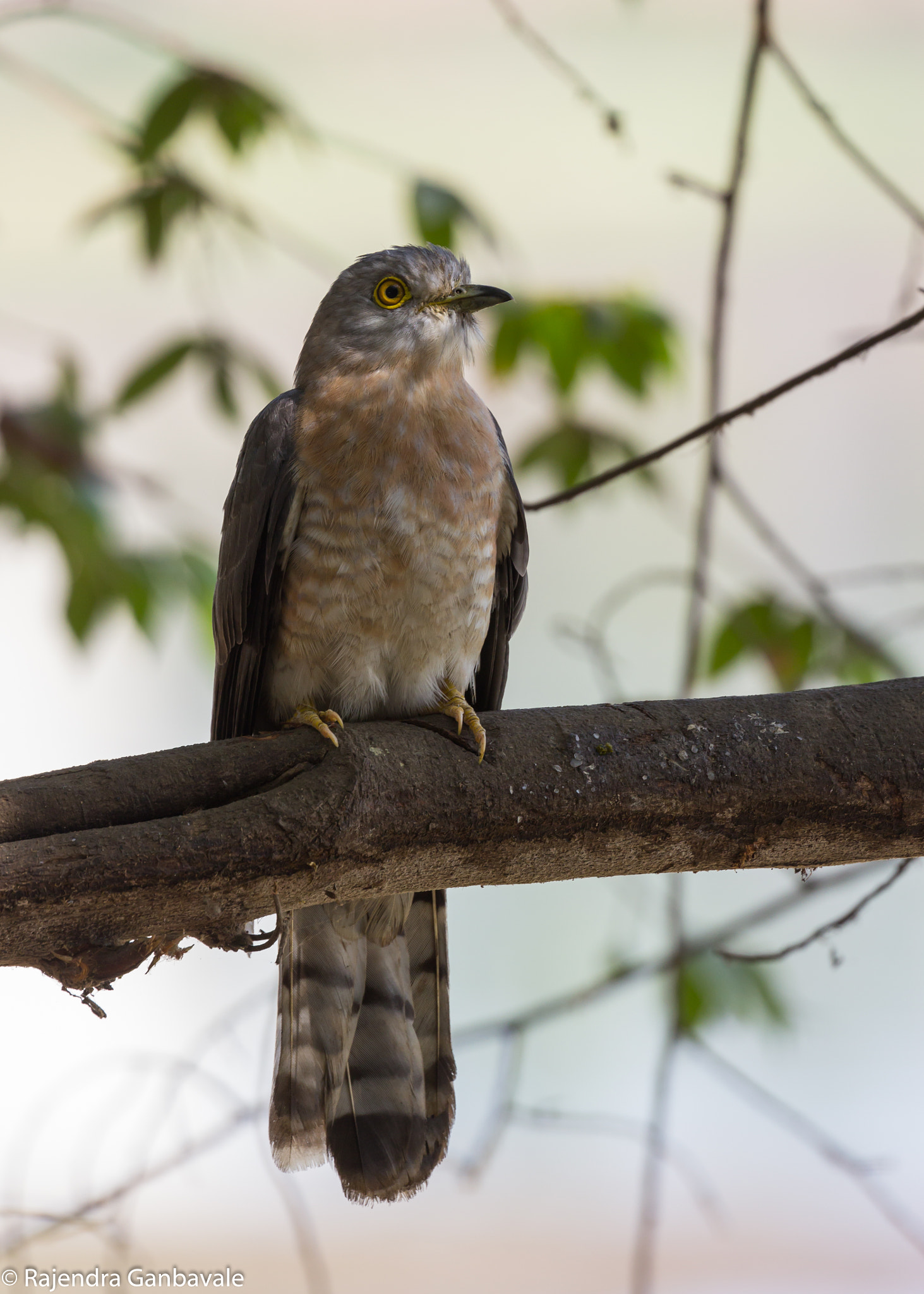 Canon EF 100-400mm F4.5-5.6L IS II USM sample photo. Common hawk-cuckoo_9997.jpg photography