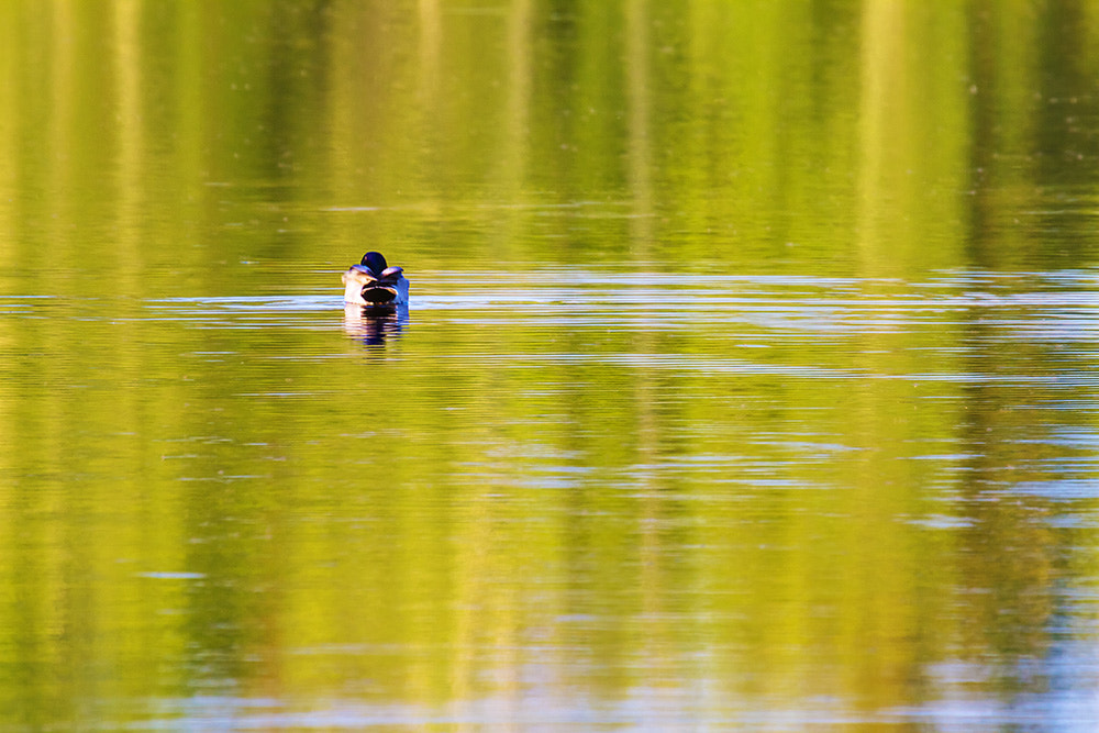 Canon EF 100-400mm F4.5-5.6L IS USM sample photo. Get away photography