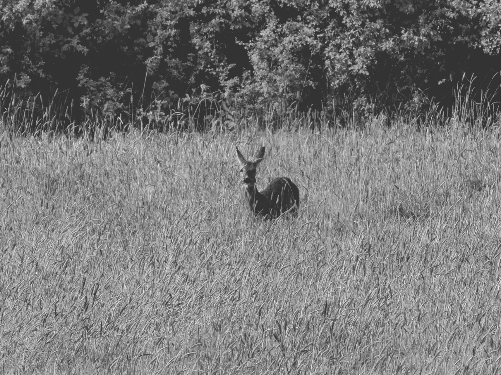Olympus OM-D E-M10 II sample photo. Oh my deer photography