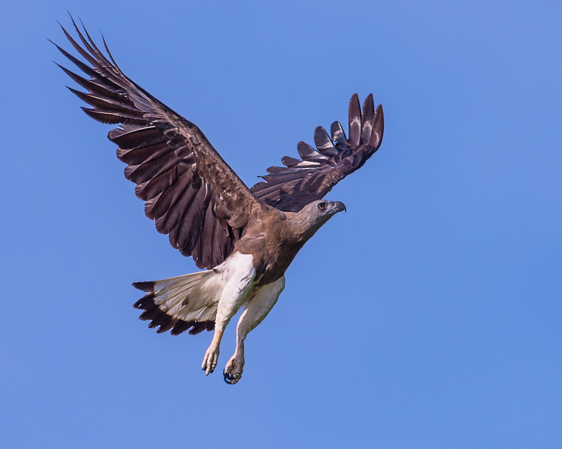 Nikon D4 sample photo. Grey headed fish-eagle photography