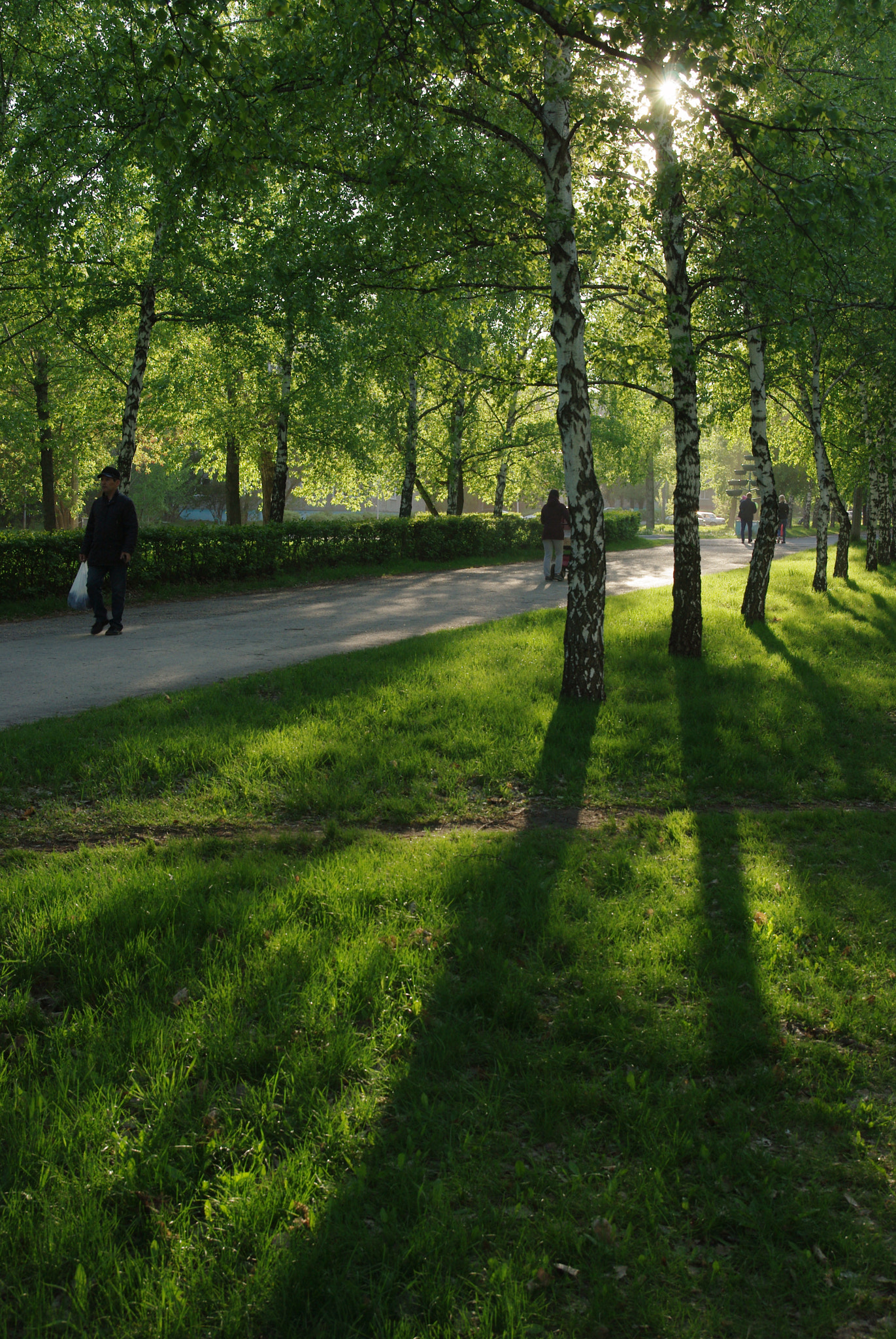 Pentax K200D sample photo. Birch and light photography