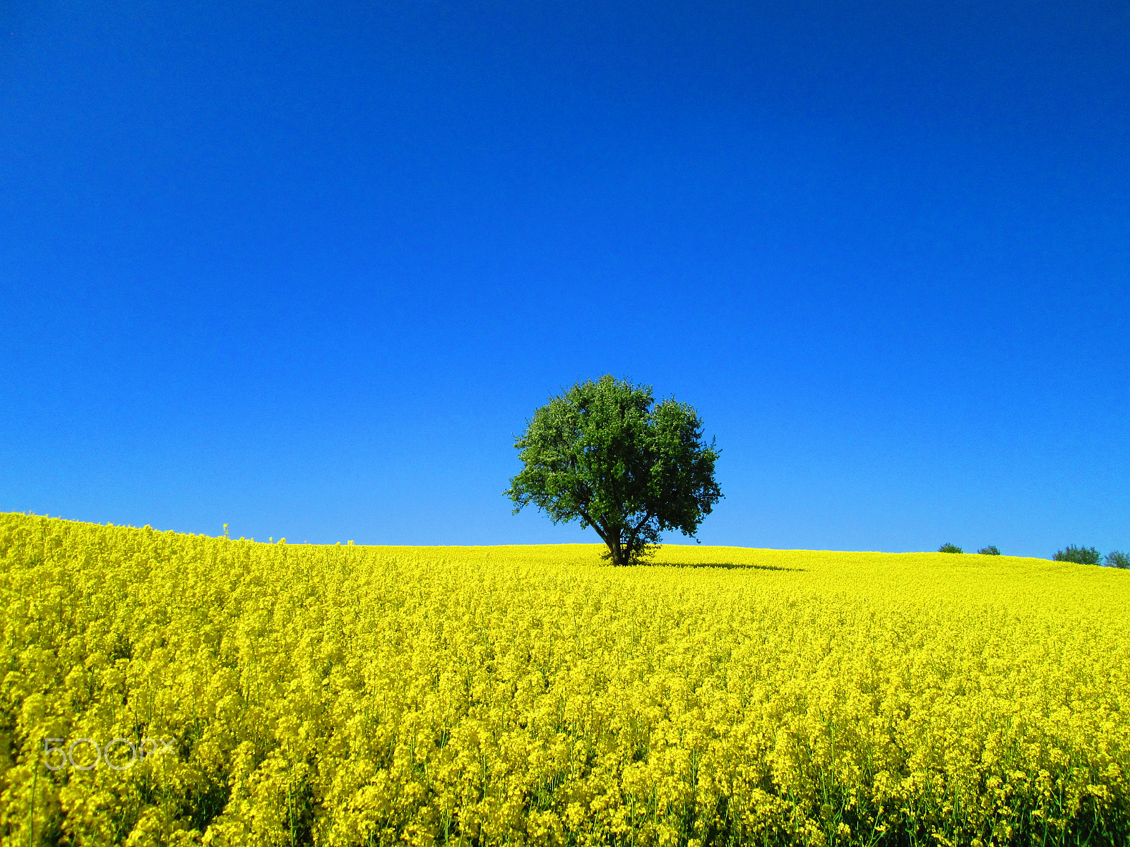 Canon PowerShot A3500 IS sample photo. Rapeseed field photography