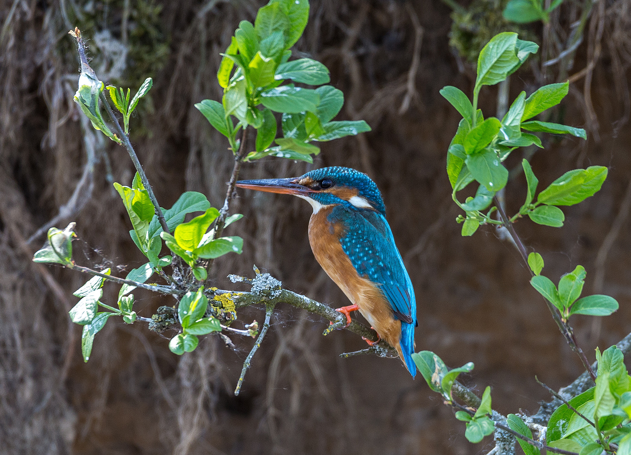 Sigma 150-600mm F5-6.3 DG OS HSM | C sample photo. Kingfisher photography