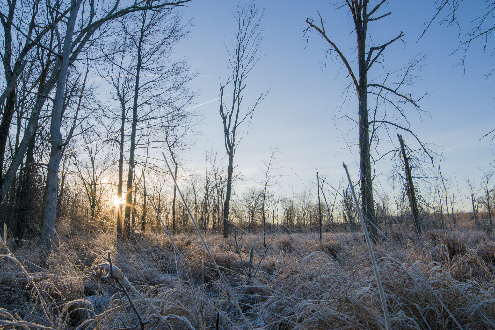 Samyang 14mm F2.8 ED AS IF UMC sample photo. Frozen wetland photography