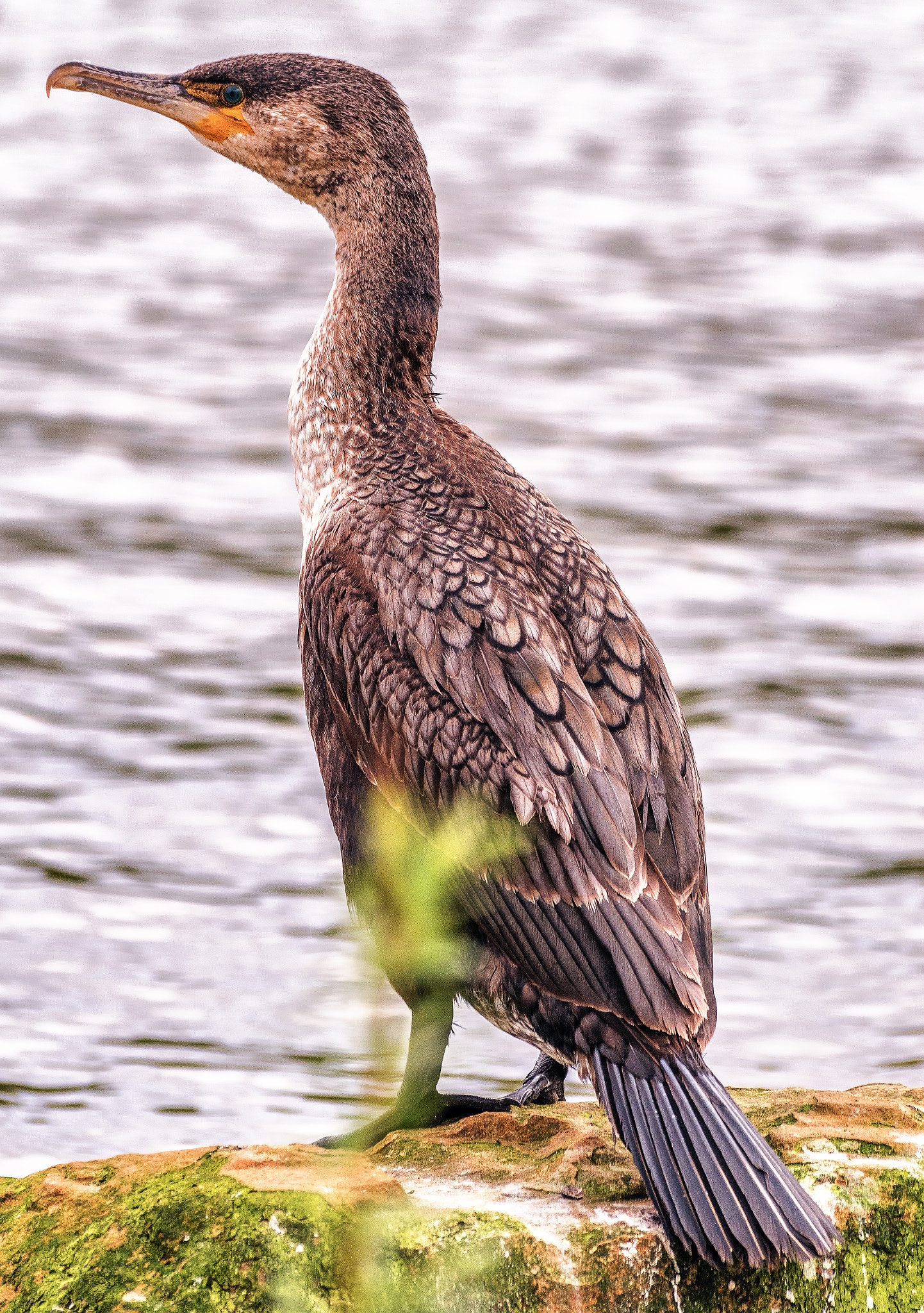 Pentax K-S1 + Sigma sample photo. Cormorant  photography