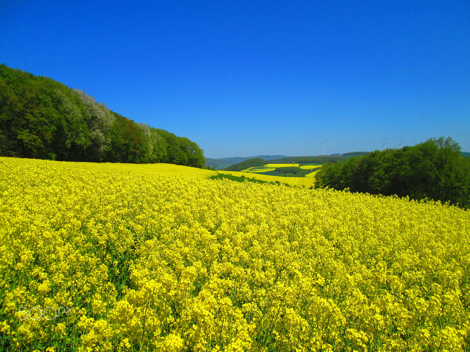 Canon PowerShot A3500 IS sample photo. Rapeseed hill photography