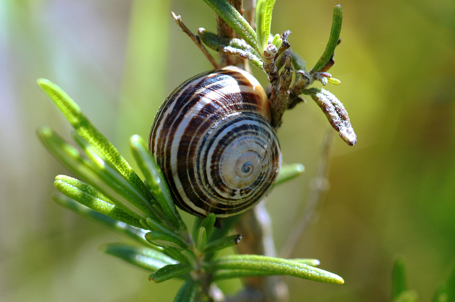 Nikon D70s + Sigma Macro 90mm F2.8 sample photo. A photography