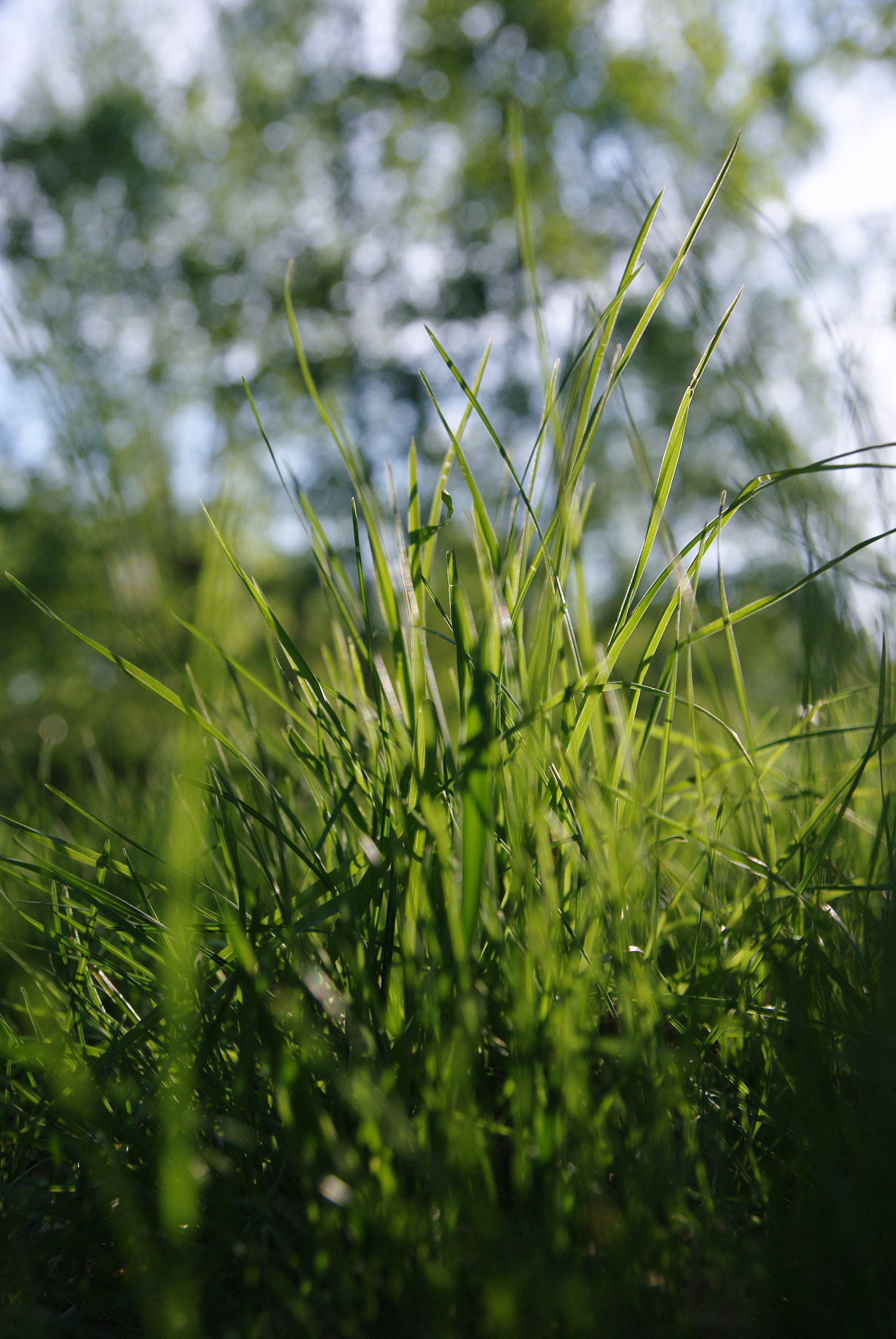 Pentax K200D sample photo. Tuffet photography
