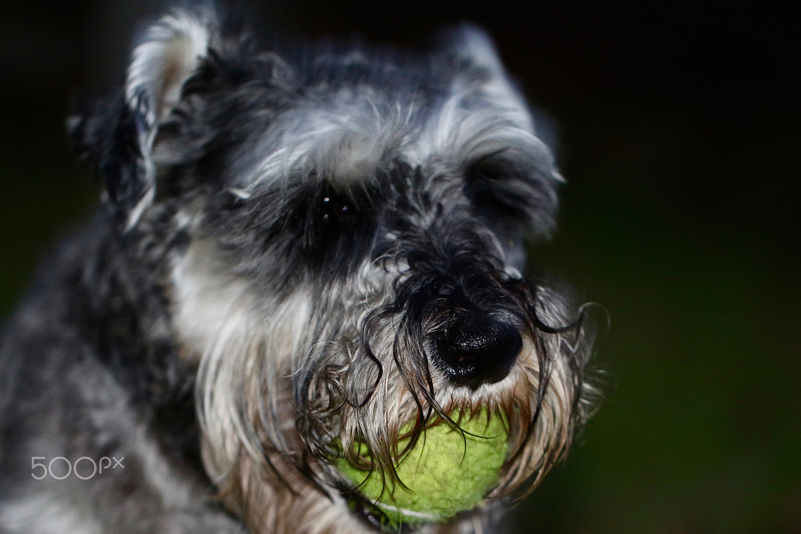 Canon EF 100mm F2.8L Macro IS USM sample photo. No way...my ball! photography
