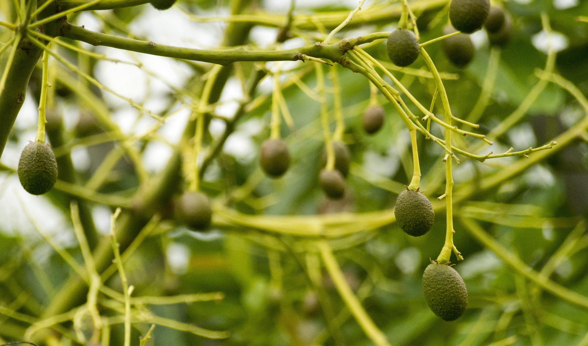 Olympus PEN E-P5 sample photo. Avocado tree photography