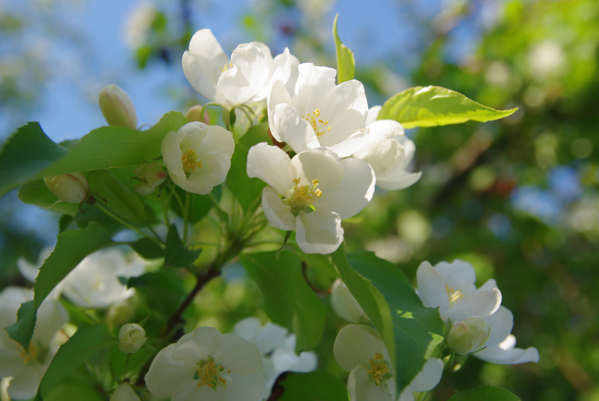 Pentax K200D sample photo. May apple blossom photography