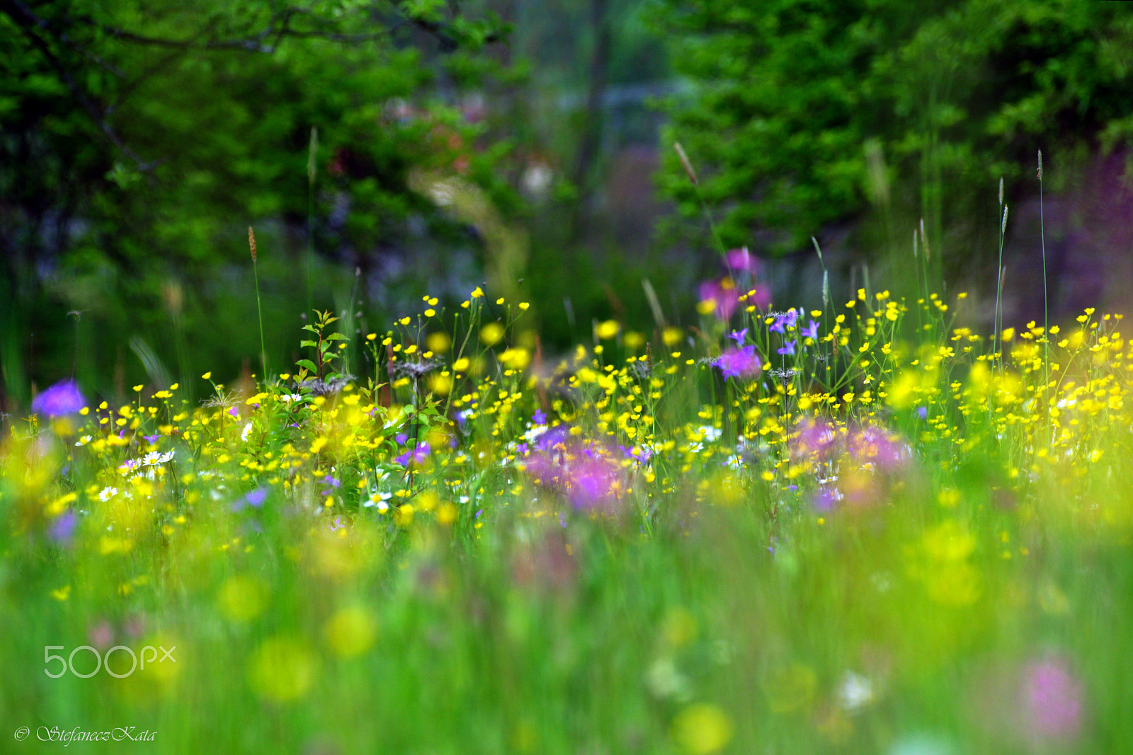 70.00 - 300.00 mm f/4.5 - 5.6 sample photo. Tündérek kertje photography