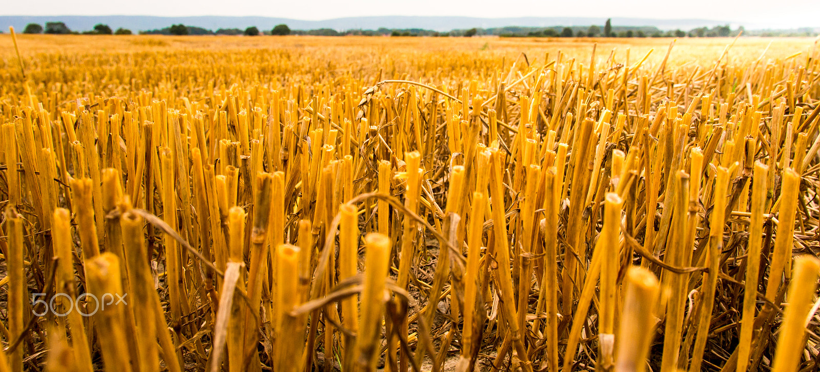 Olympus PEN E-P5 sample photo. Stubble field photography