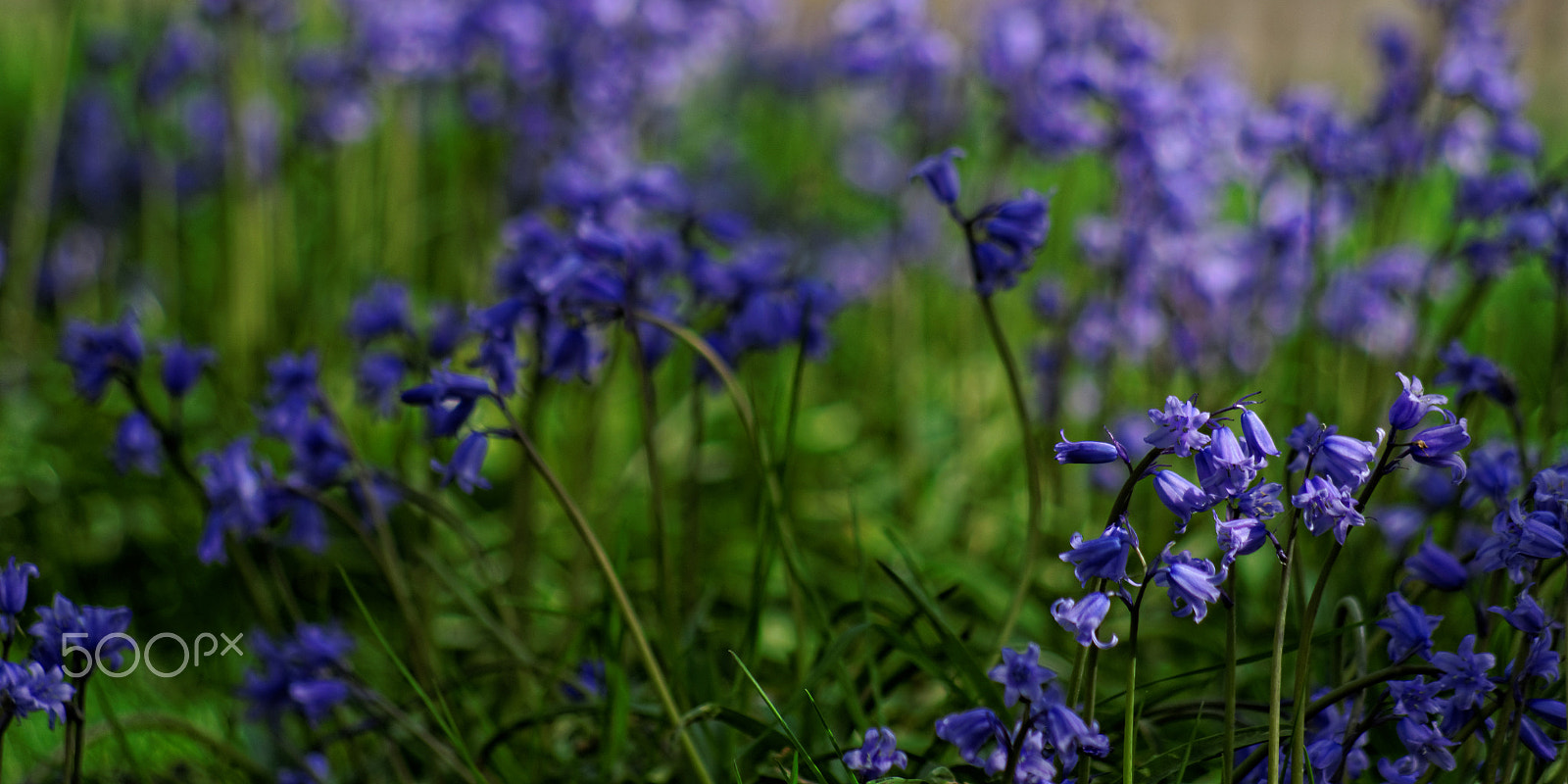 Pentax K-50 sample photo. Purple wave photography