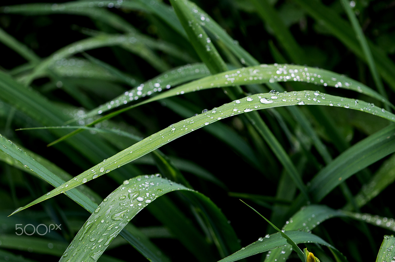 Nikon D3200 sample photo. Raindrops photography