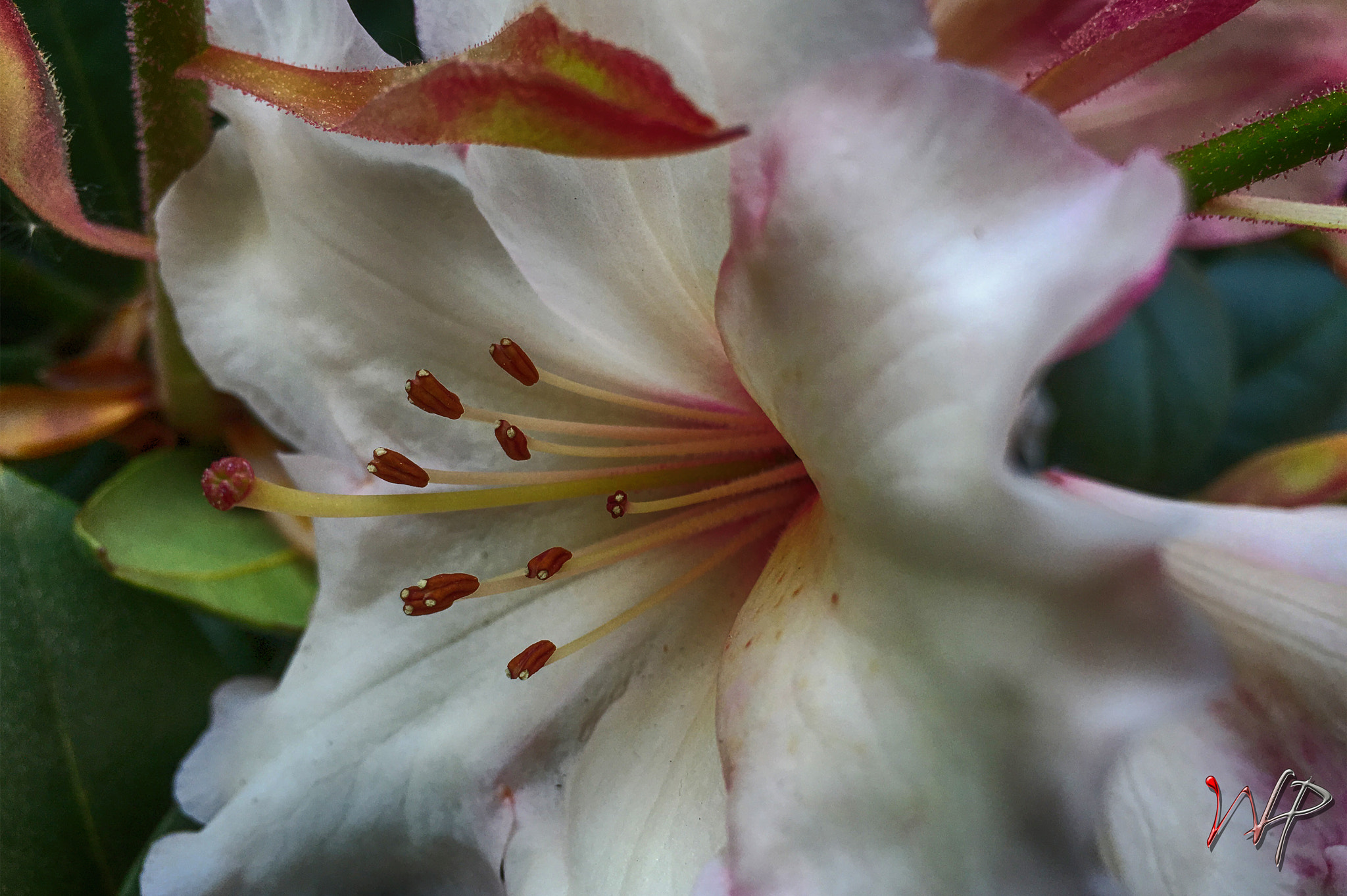 Apple iPhone8,2 sample photo. Rododendron photography