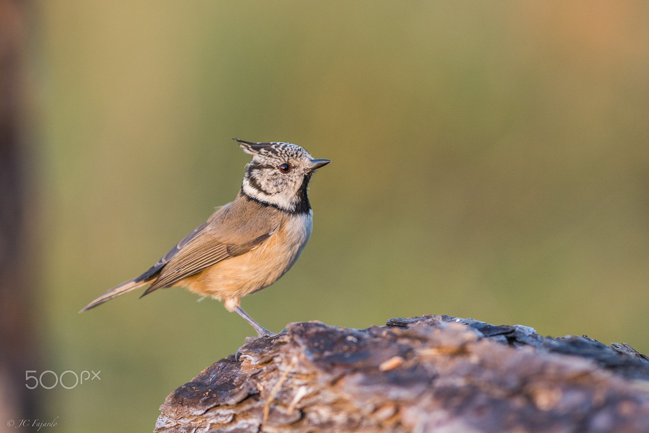 Nikon AF-S Nikkor 300mm F2.8G ED-IF VR sample photo. The first of the class photography